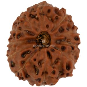 11 Mukhi Java Rudraksha 17.90 mm top view