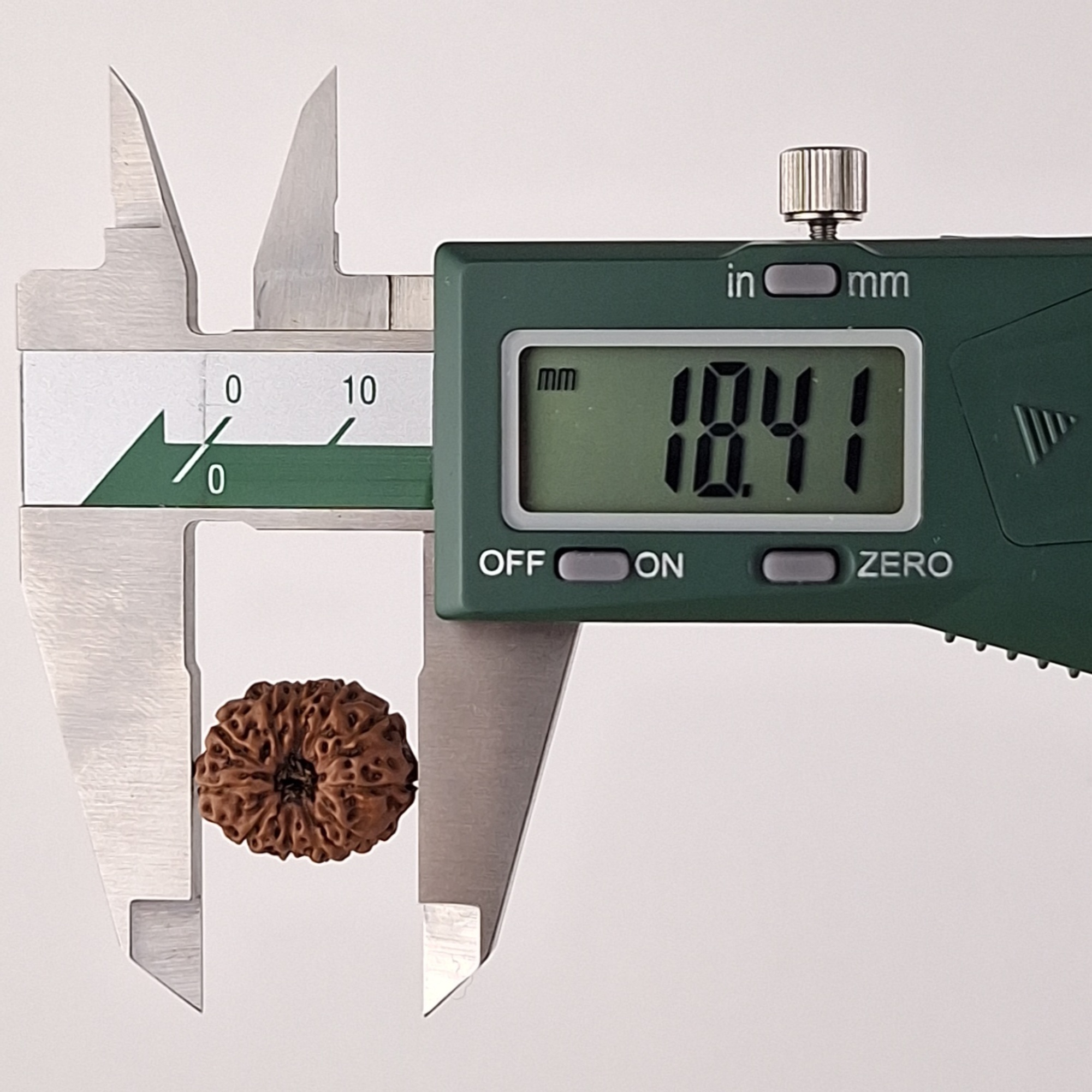 11 Mukhi Java Rudraksha 18.41 mm length measurement