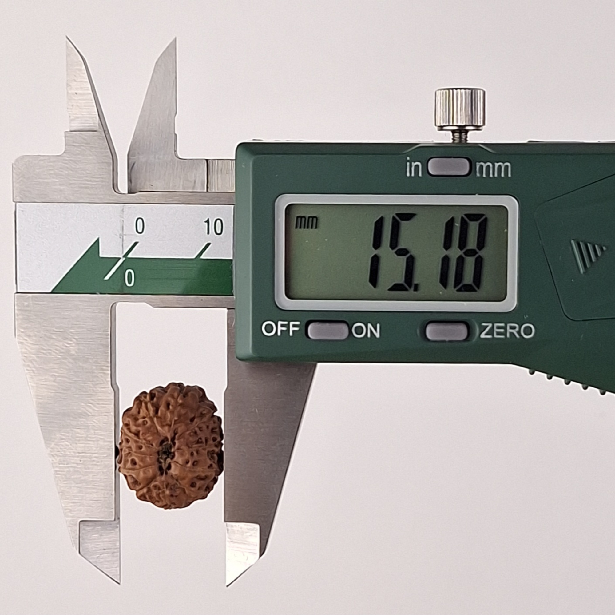 11 Mukhi Java Rudraksha 15.18 mm width measurement