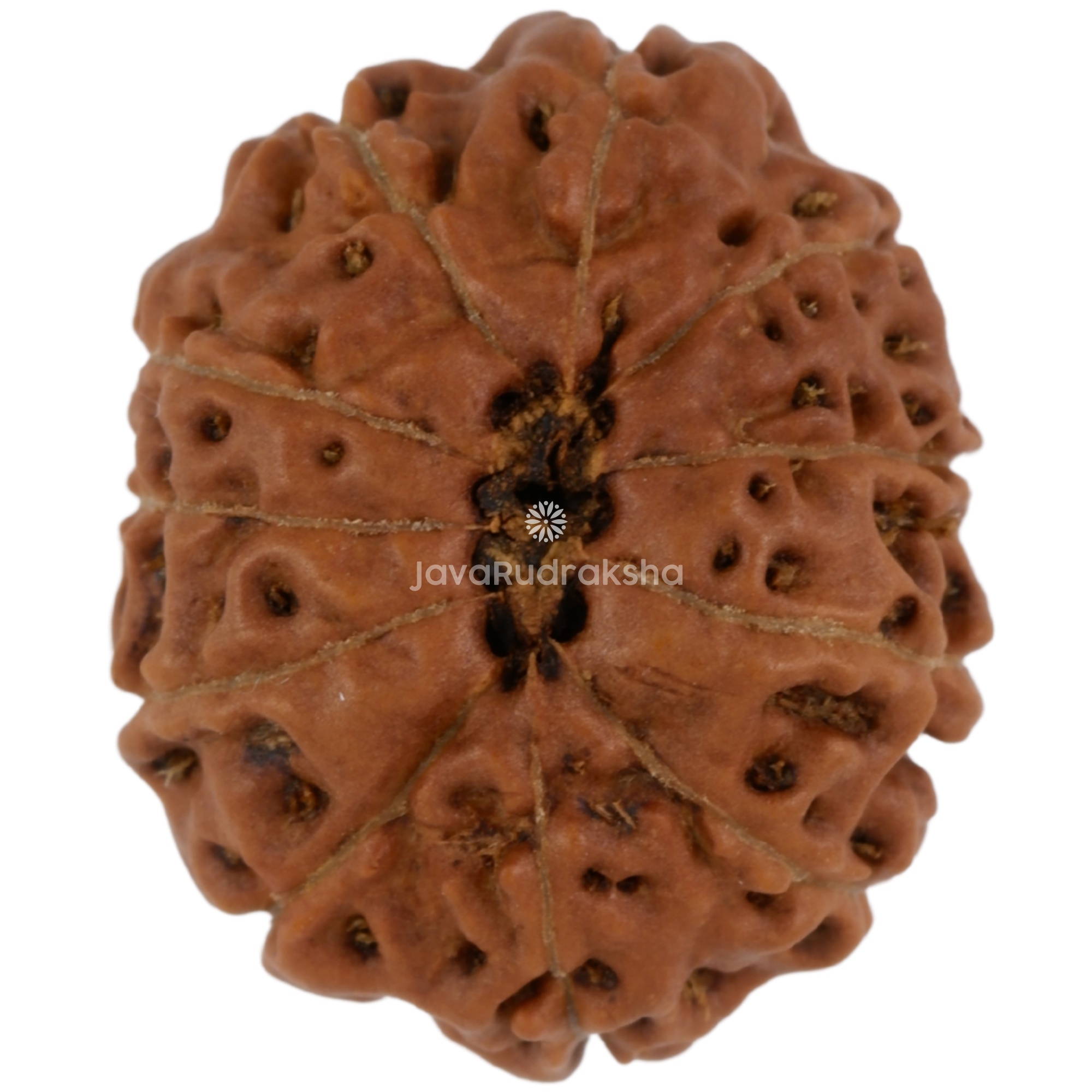 11 Mukhi Java Rudraksha 18.41 mm bottom view