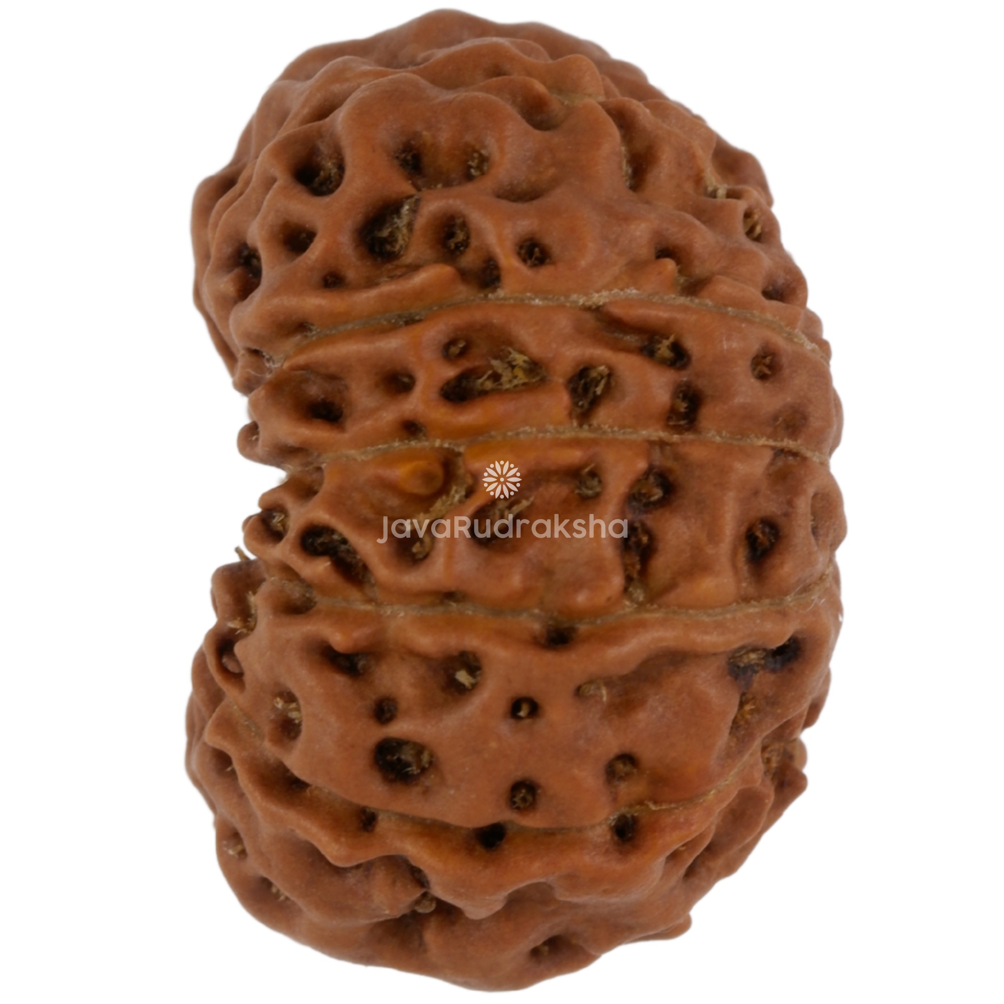 11 Mukhi Java Rudraksha 18.41 mm left side angle