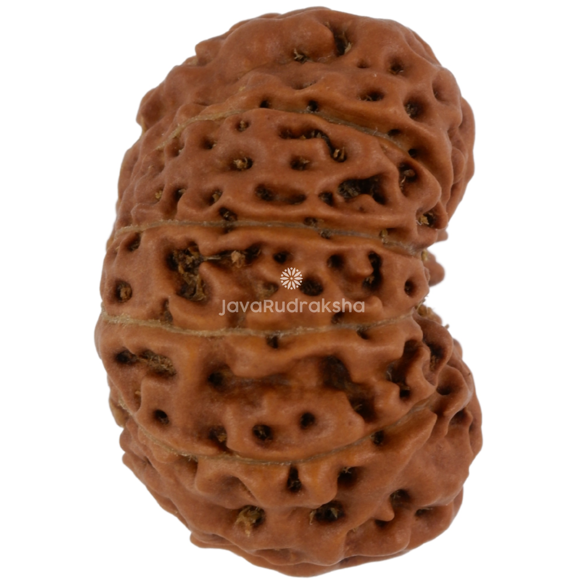 11 Mukhi Java Rudraksha 18.41 mm right side angle