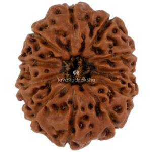 11 Mukhi Java Rudraksha 18.41 mm top view