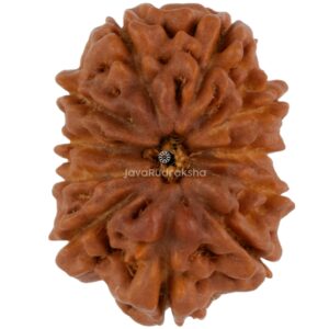 11 Mukhi Java Rudraksha 18.73 mm top view