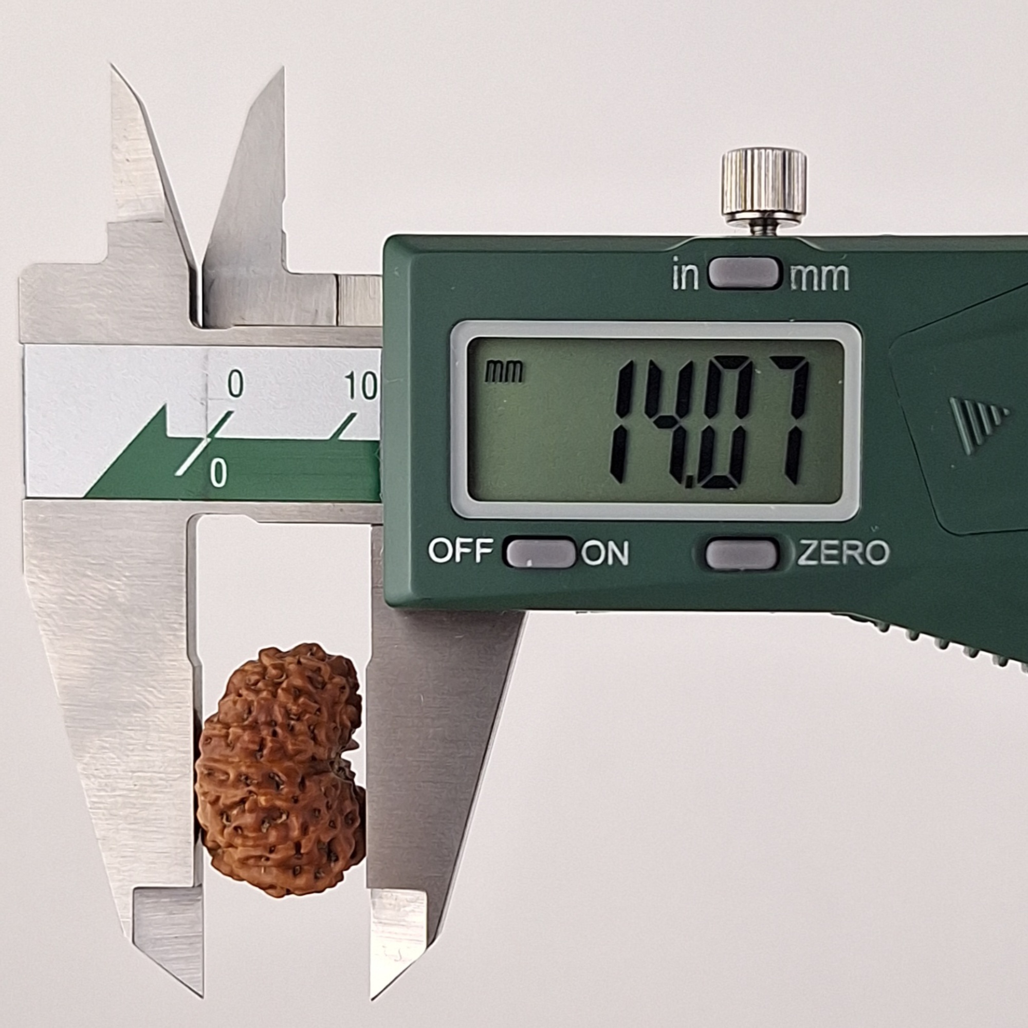 13 Mukhi Java Rudraksha 14.07 mm depth measurement