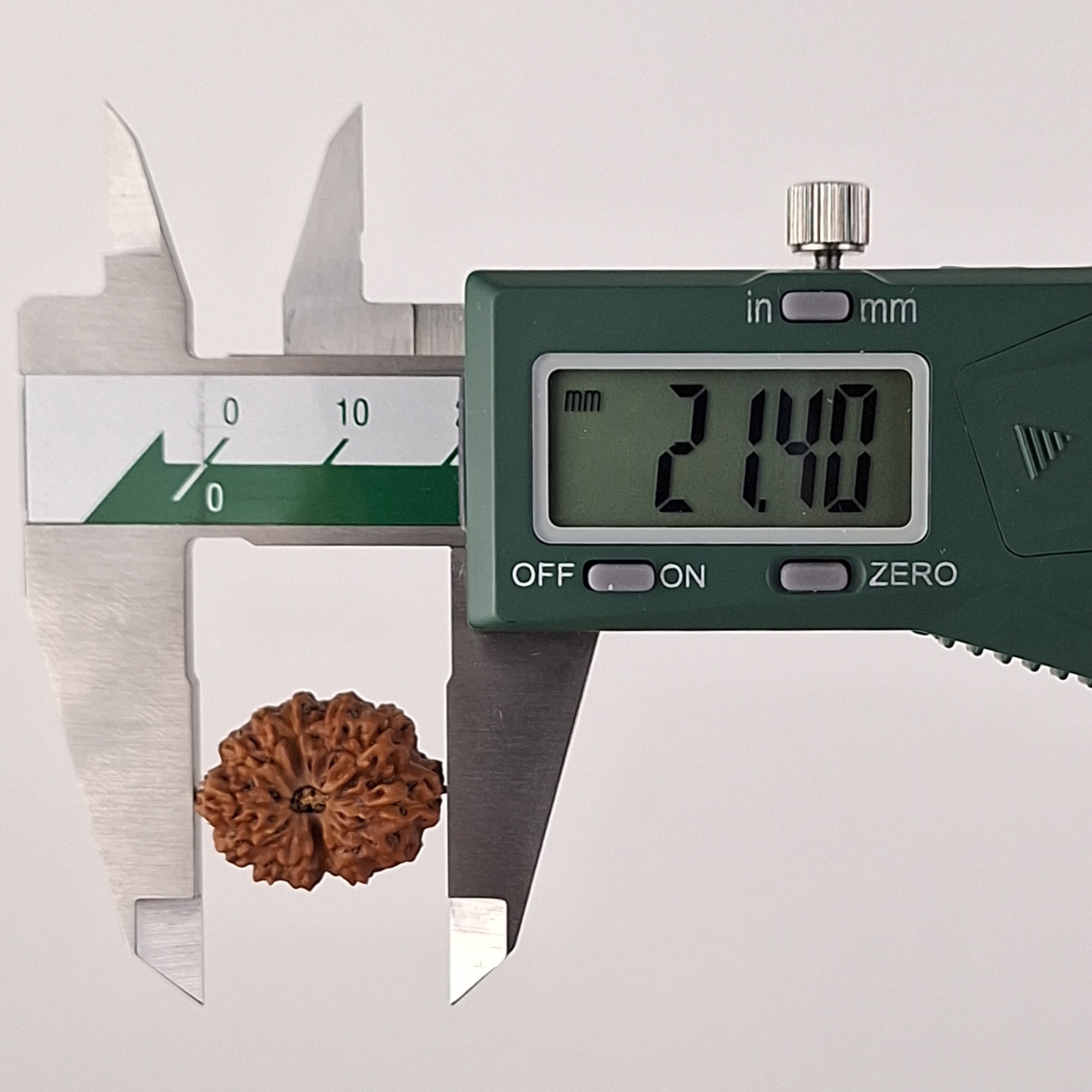 13 Mukhi Java Rudraksha 21.40 mm length measurement