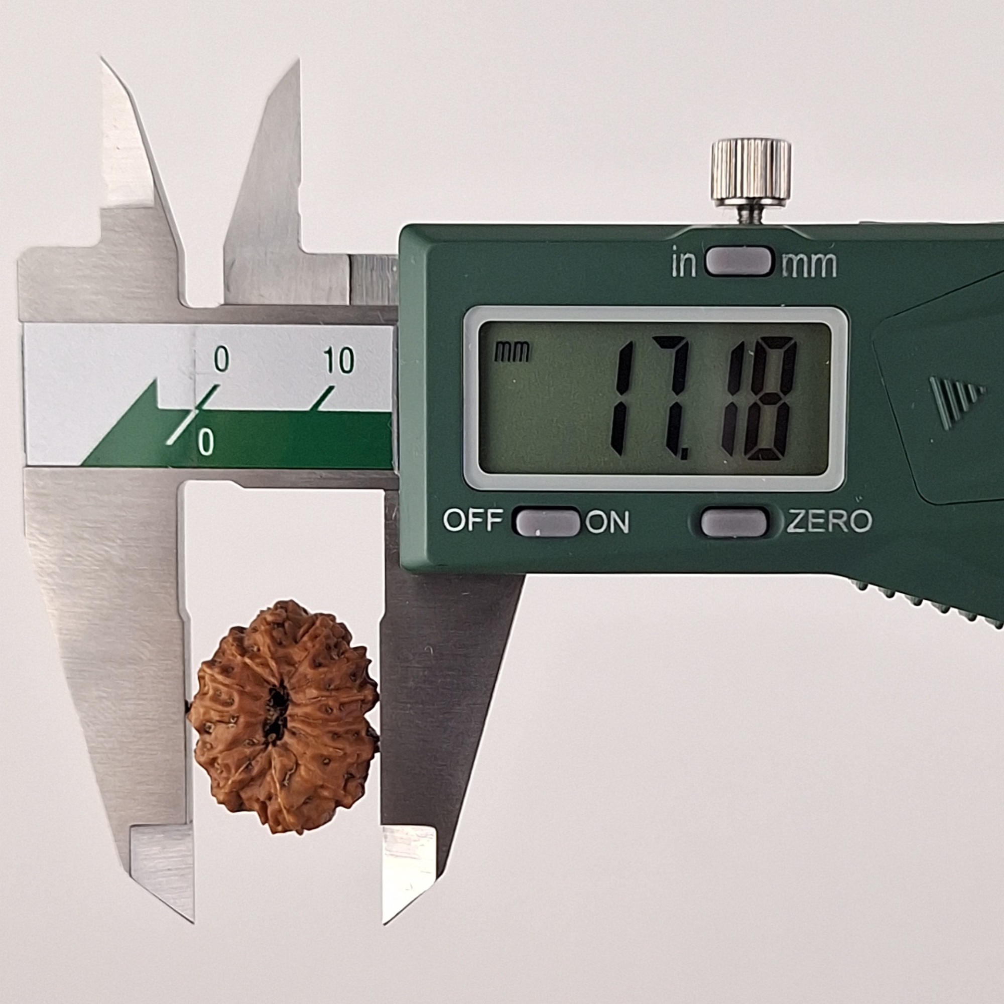 13 Mukhi Java Rudraksha 17.18 mm width measurement