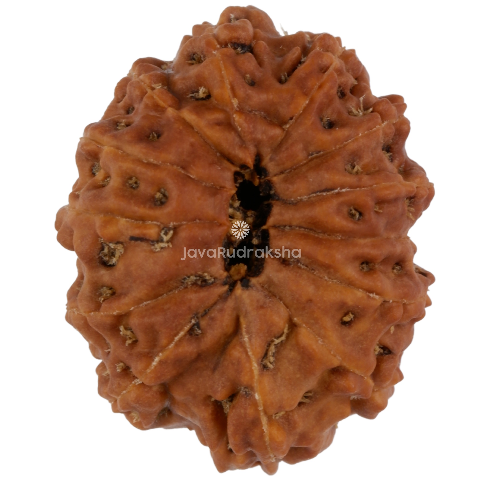 13 Mukhi Java Rudraksha 21.40 mm bottom view
