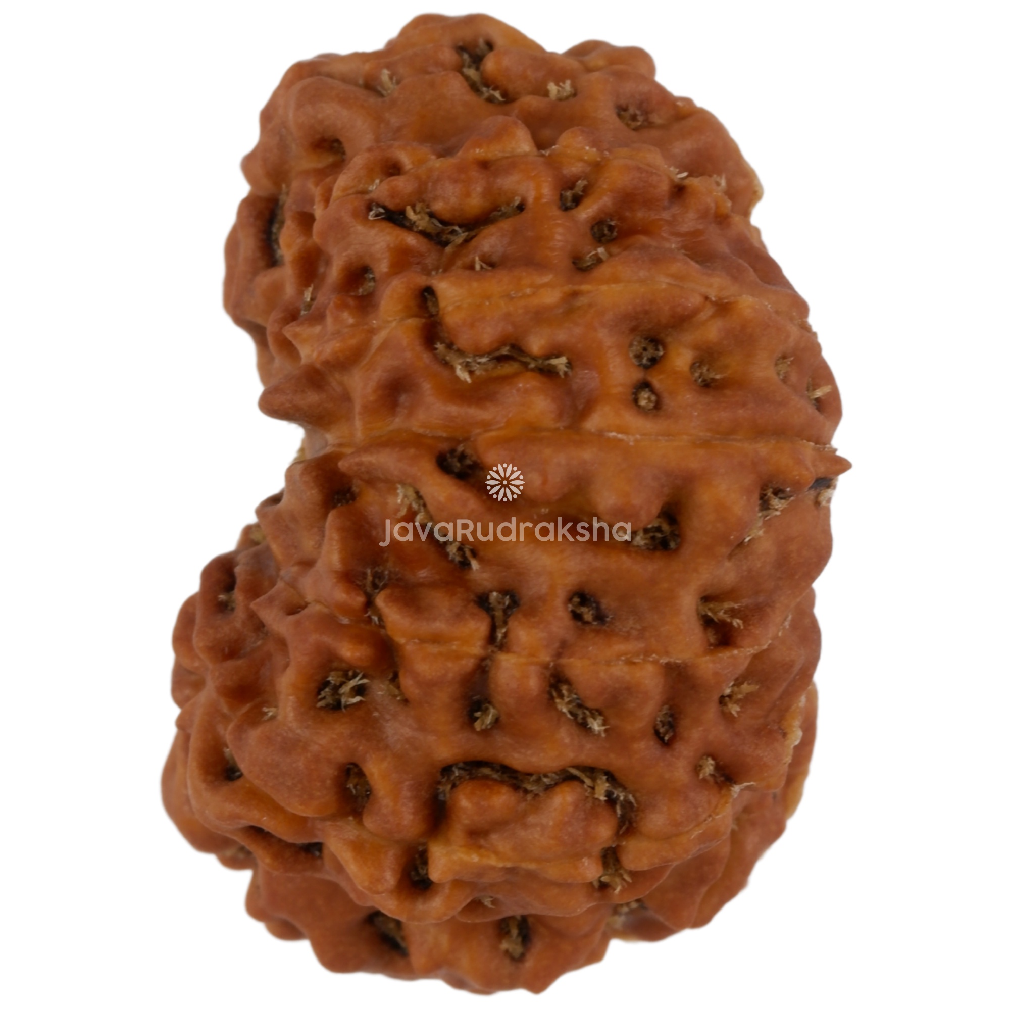 13 Mukhi Java Rudraksha 21.40 mm left side angle