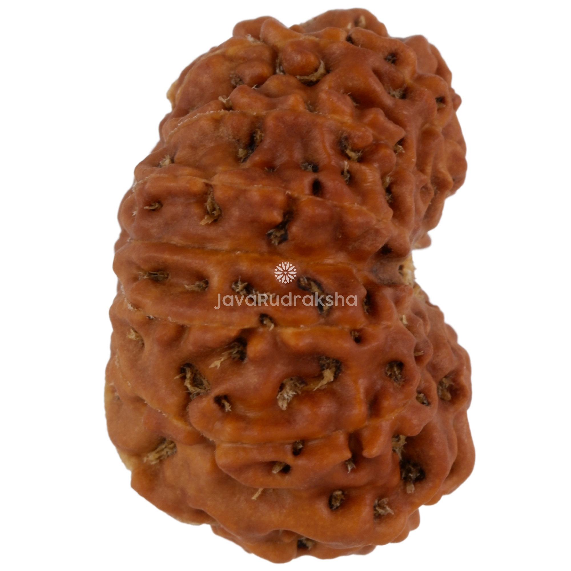 13 Mukhi Java Rudraksha 21.40 mm right side angle