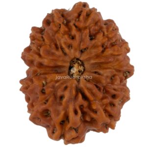 13 Mukhi Java Rudraksha 21.40 mm top view