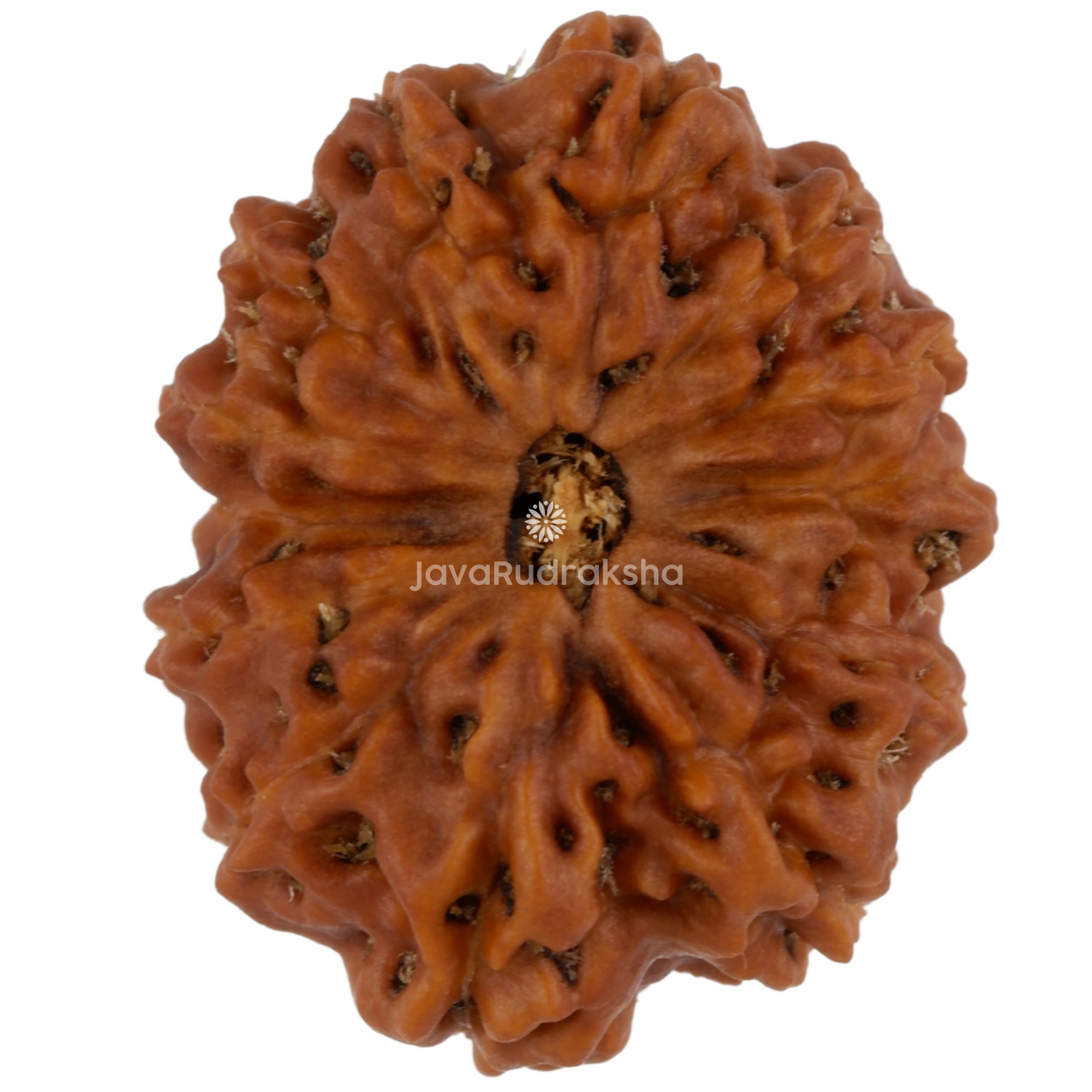 13 Mukhi Java Rudraksha 21.40 mm top view
