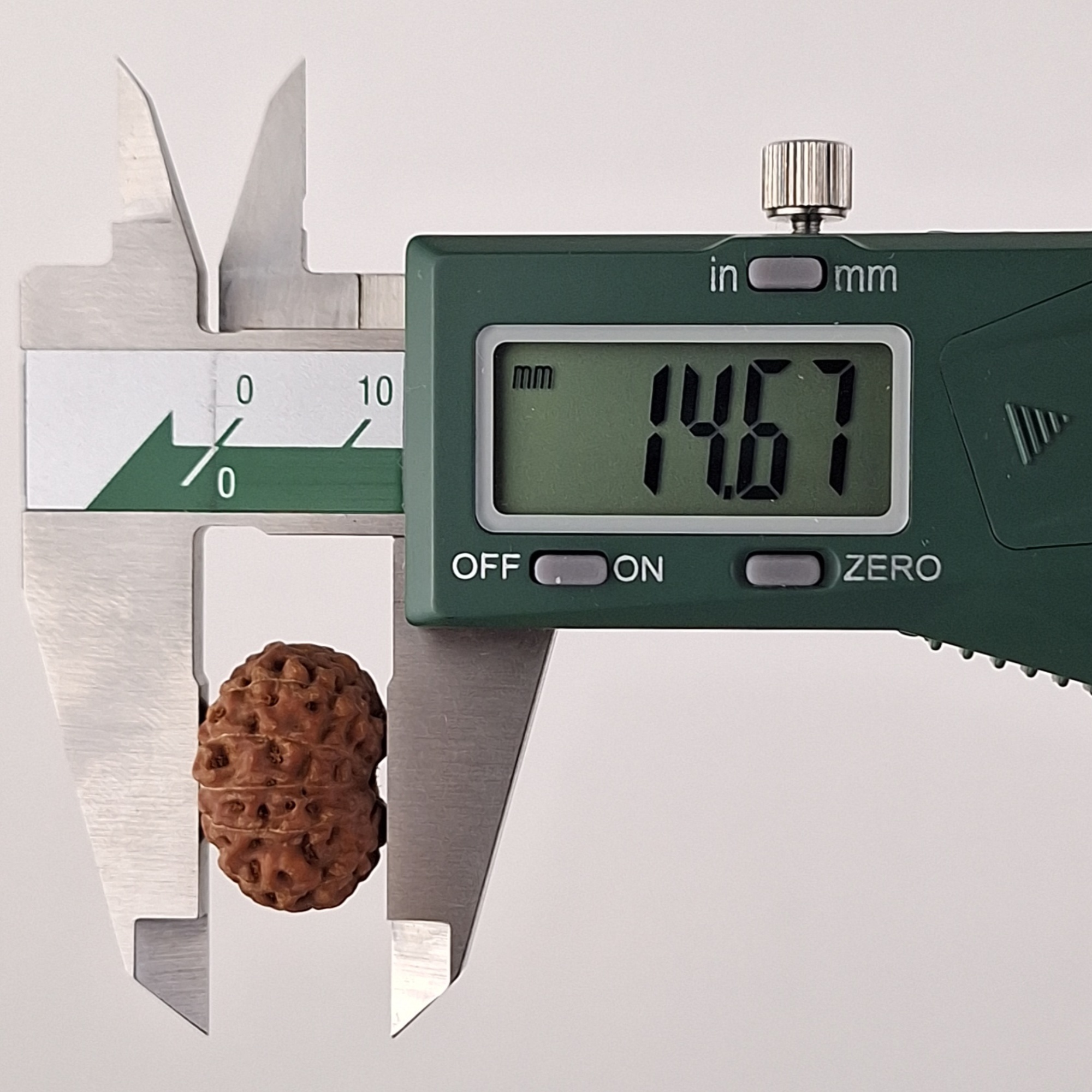 13 Mukhi Java Rudraksha 14.67 mm depth measurement