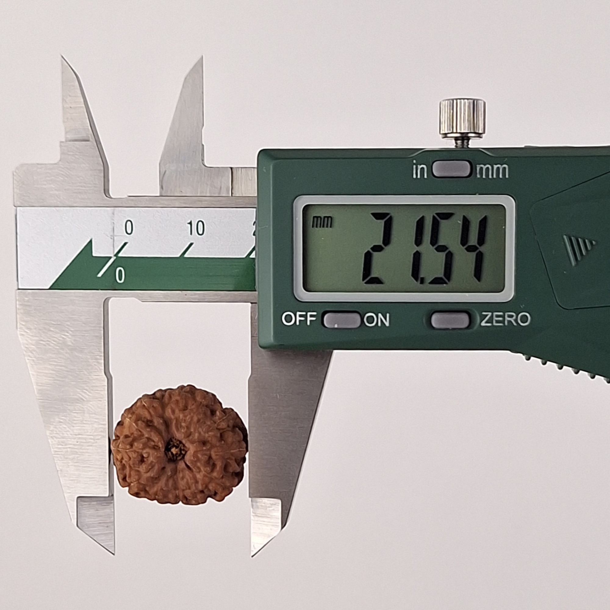 13 Mukhi Java Rudraksha 21.54 mm length measurement
