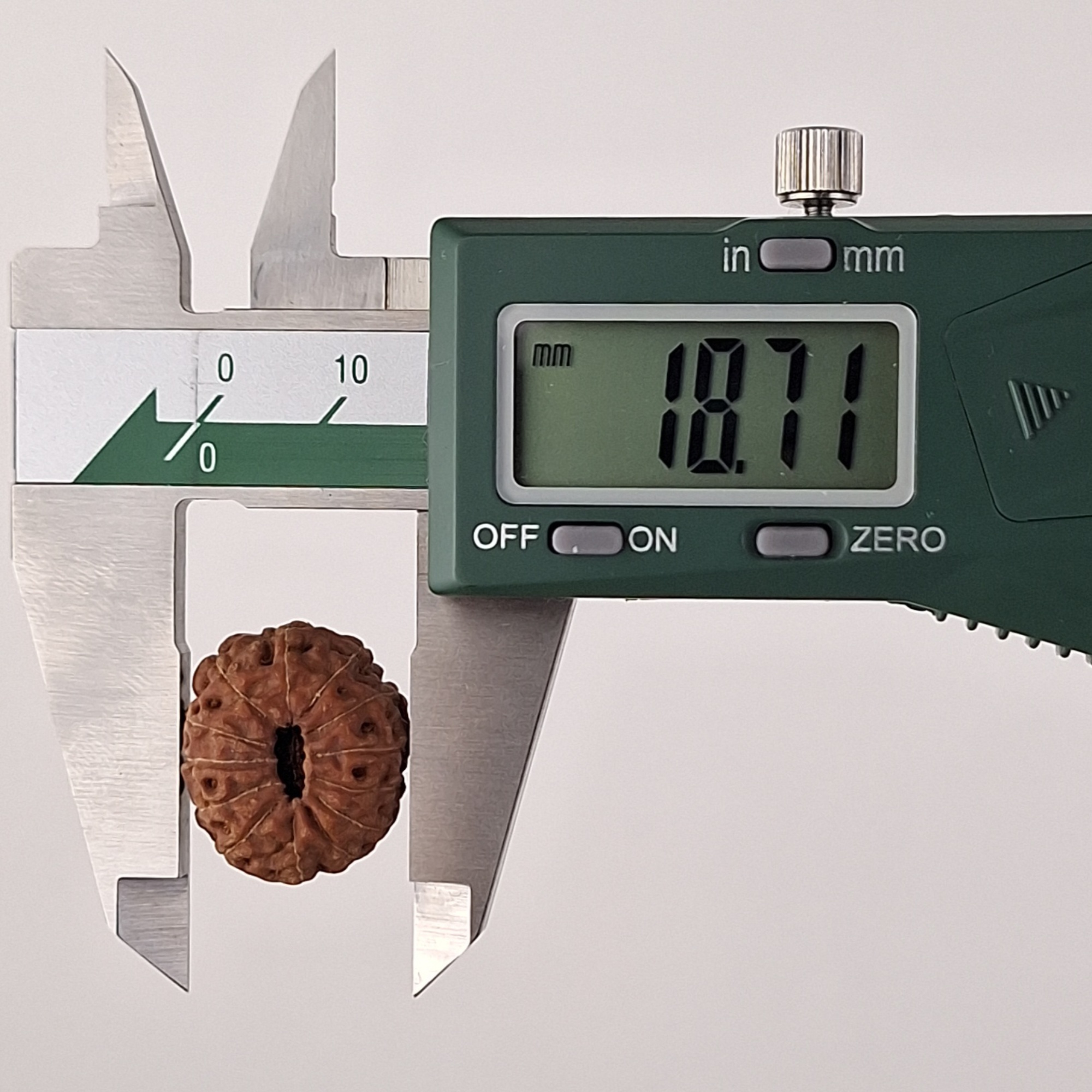 13 Mukhi Java Rudraksha 18.71 mm width measurement