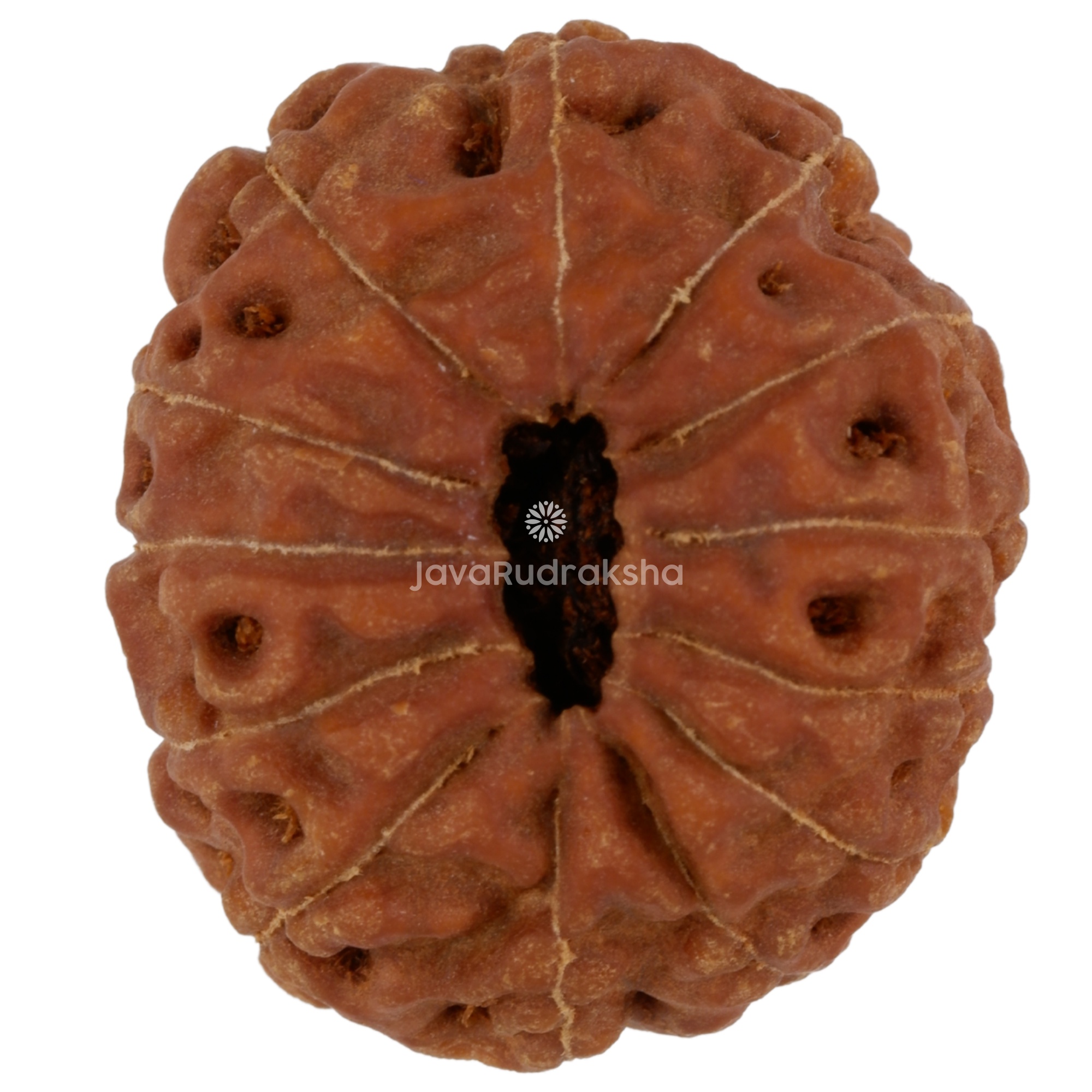 13 Mukhi Java Rudraksha 21.54 mm bottom view