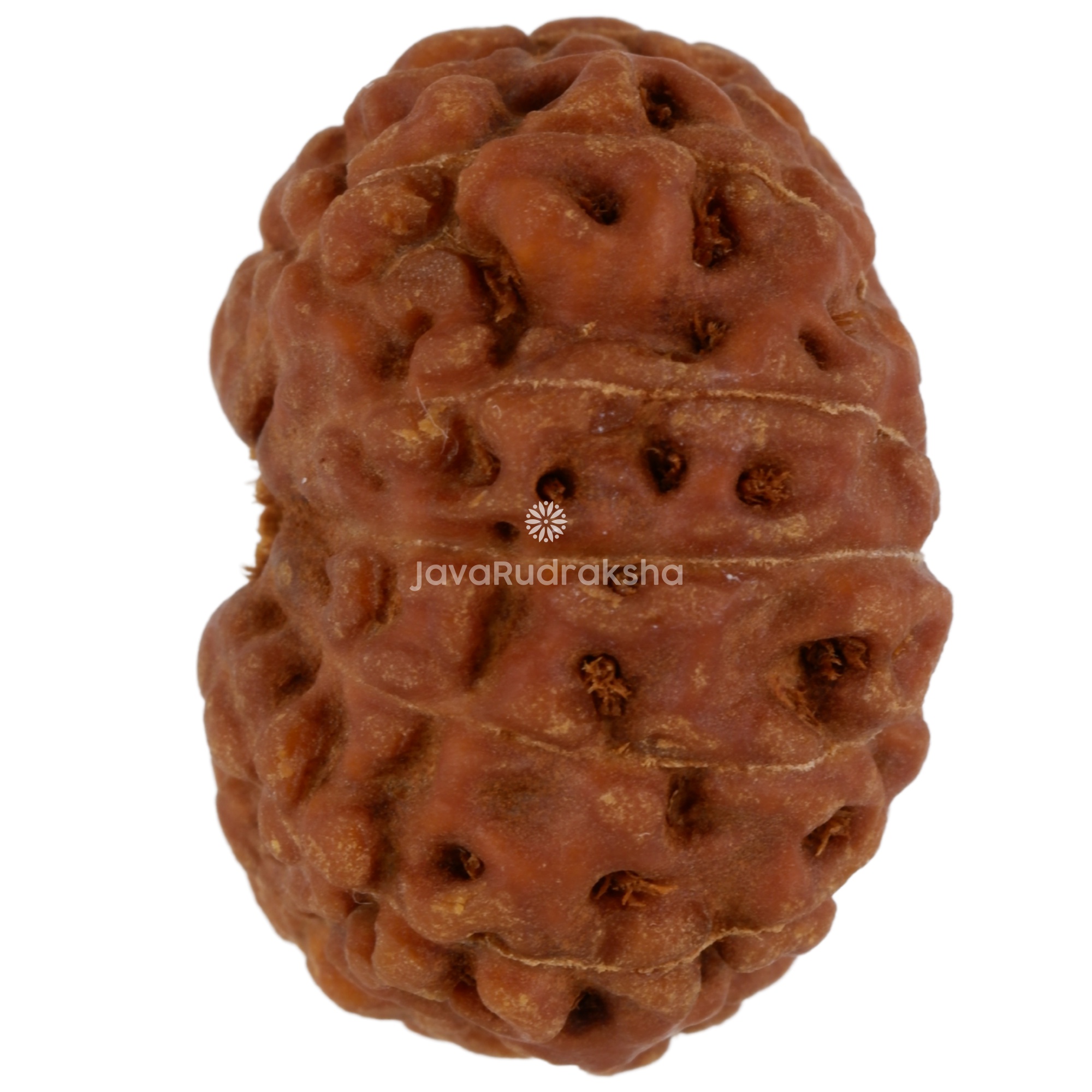 13 Mukhi Java Rudraksha 21.54 mm left side angle