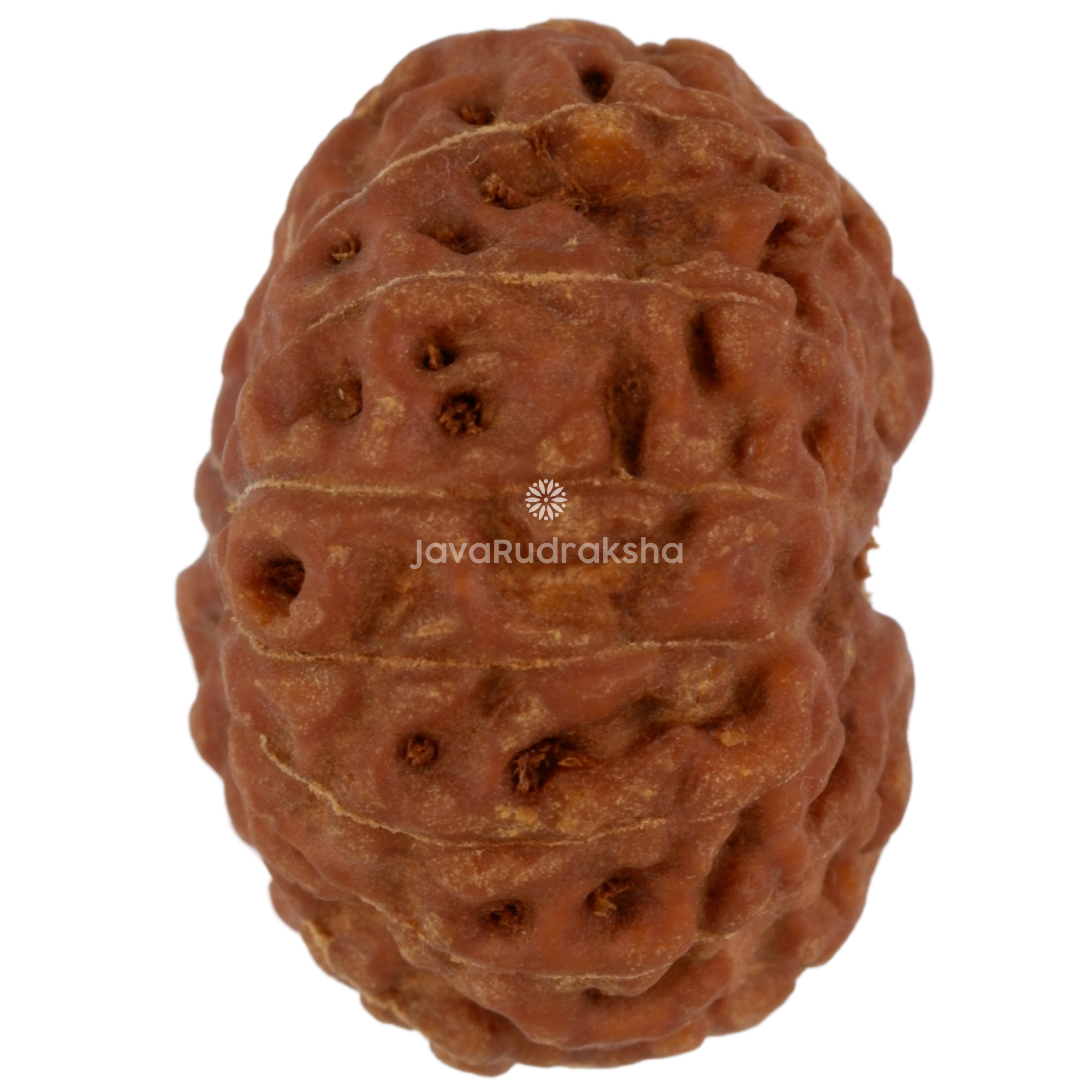 13 Mukhi Java Rudraksha 21.54 mm right side angle
