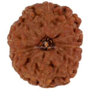 13 Mukhi Java Rudraksha 21.54 mm top view