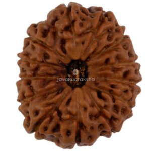 13 Mukhi Java Rudraksha 21.79 mm top view