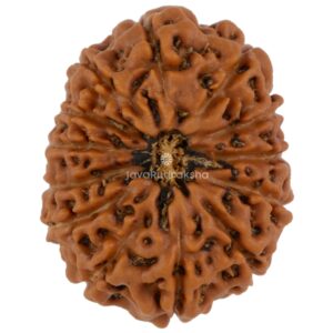 13 Mukhi Java Rudraksha 21.81 mm top view