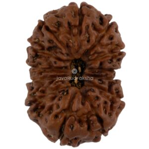 13 Mukhi Java Rudraksha 22.25 mm top view