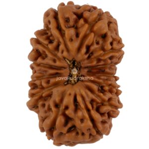 13 Mukhi Java Rudraksha 23.10 mm top view