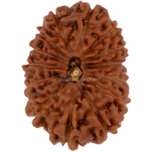 14 Mukhi Java Rudraksha 18.81 mm top view