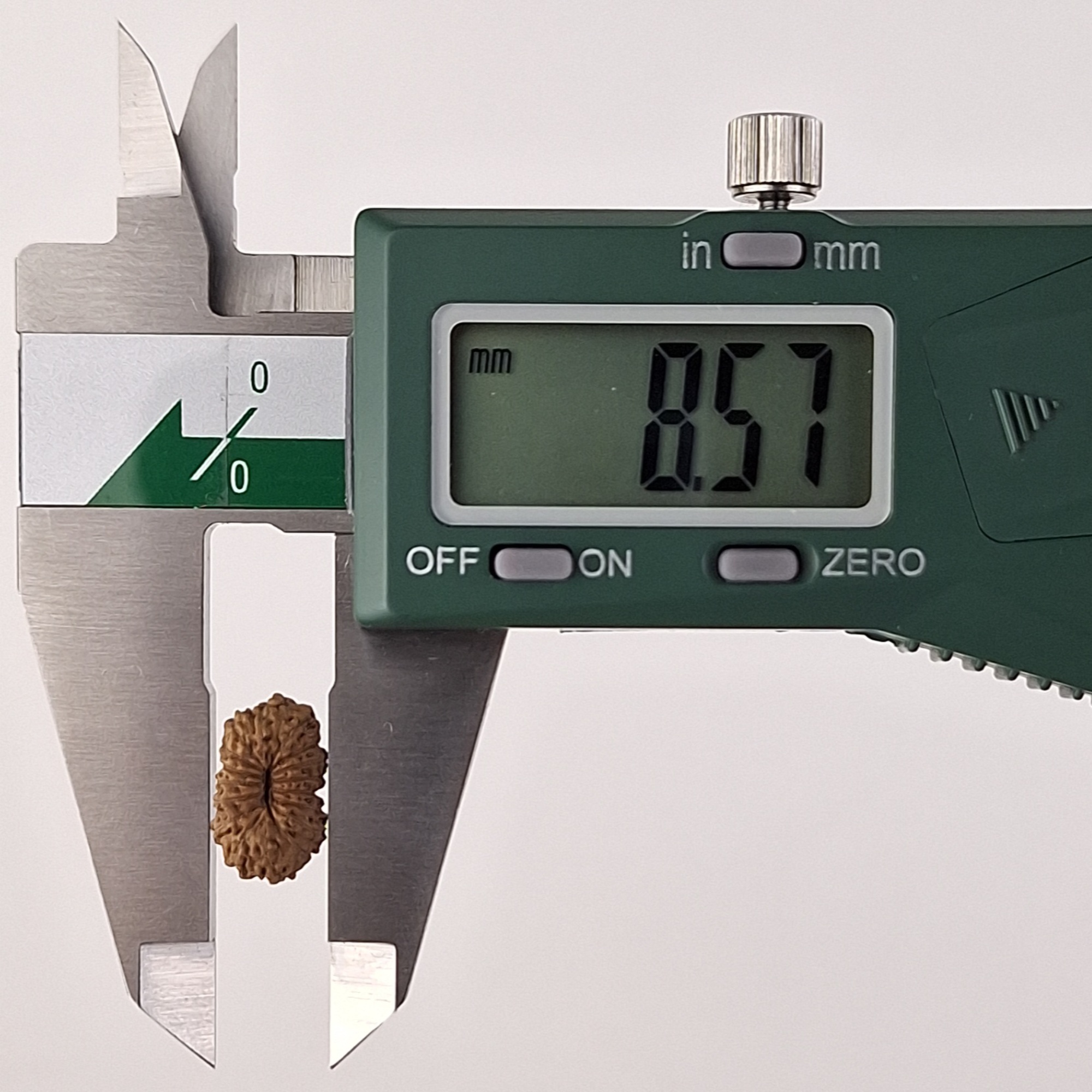 17 Mukhi Java Rudraksha 8.57 mm width measurement