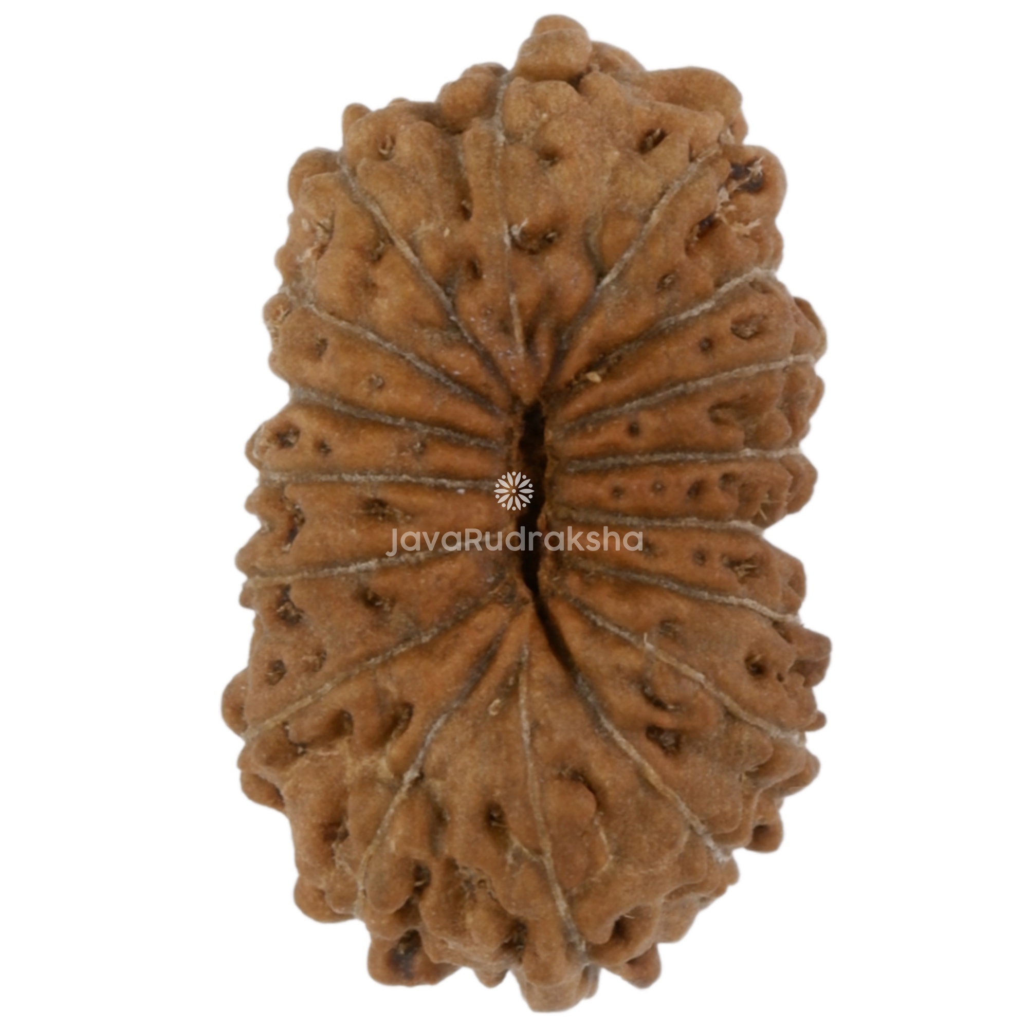 17 Mukhi Java Rudraksha 14.10 mm bottom view