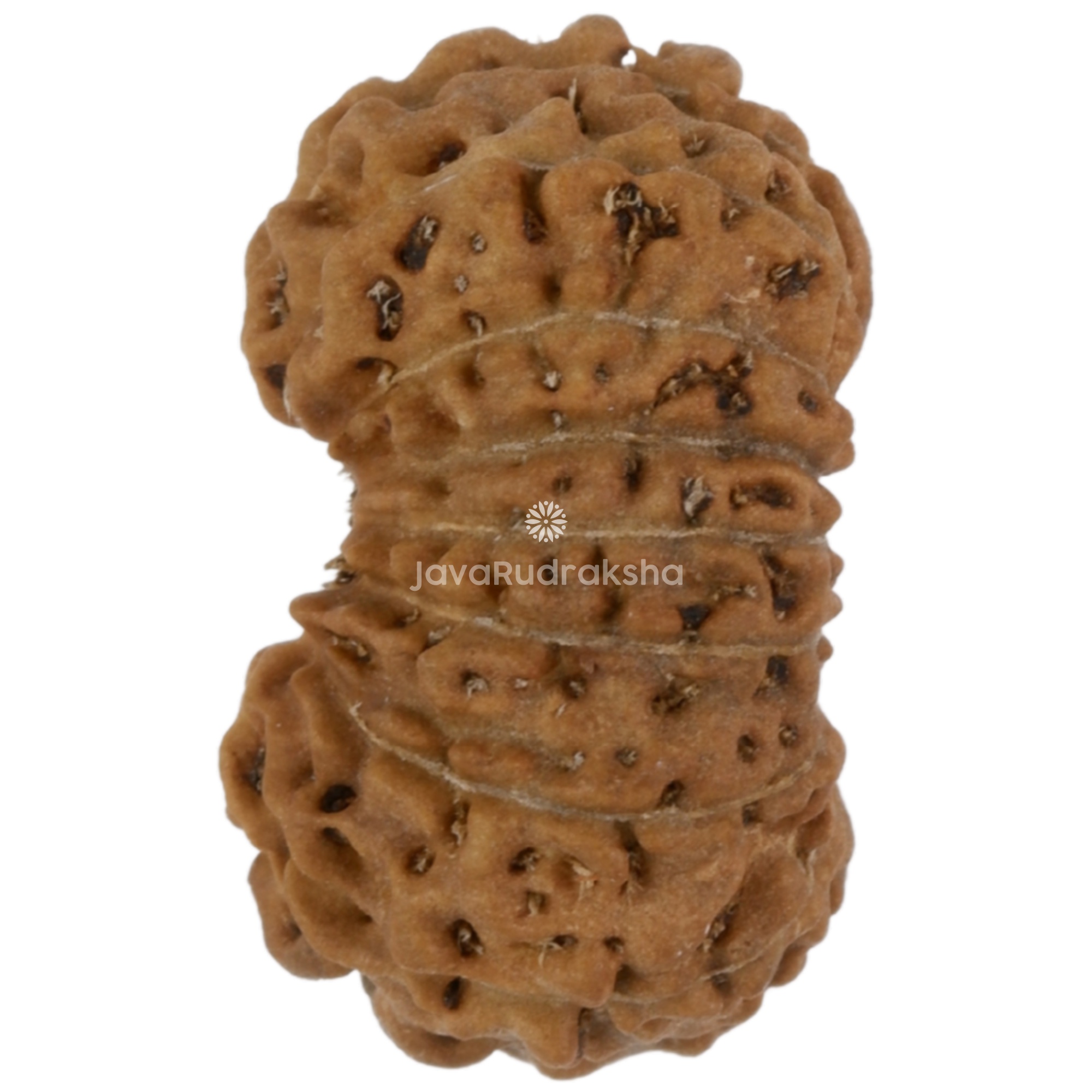 17 Mukhi Java Rudraksha 14.10 mm left side angle