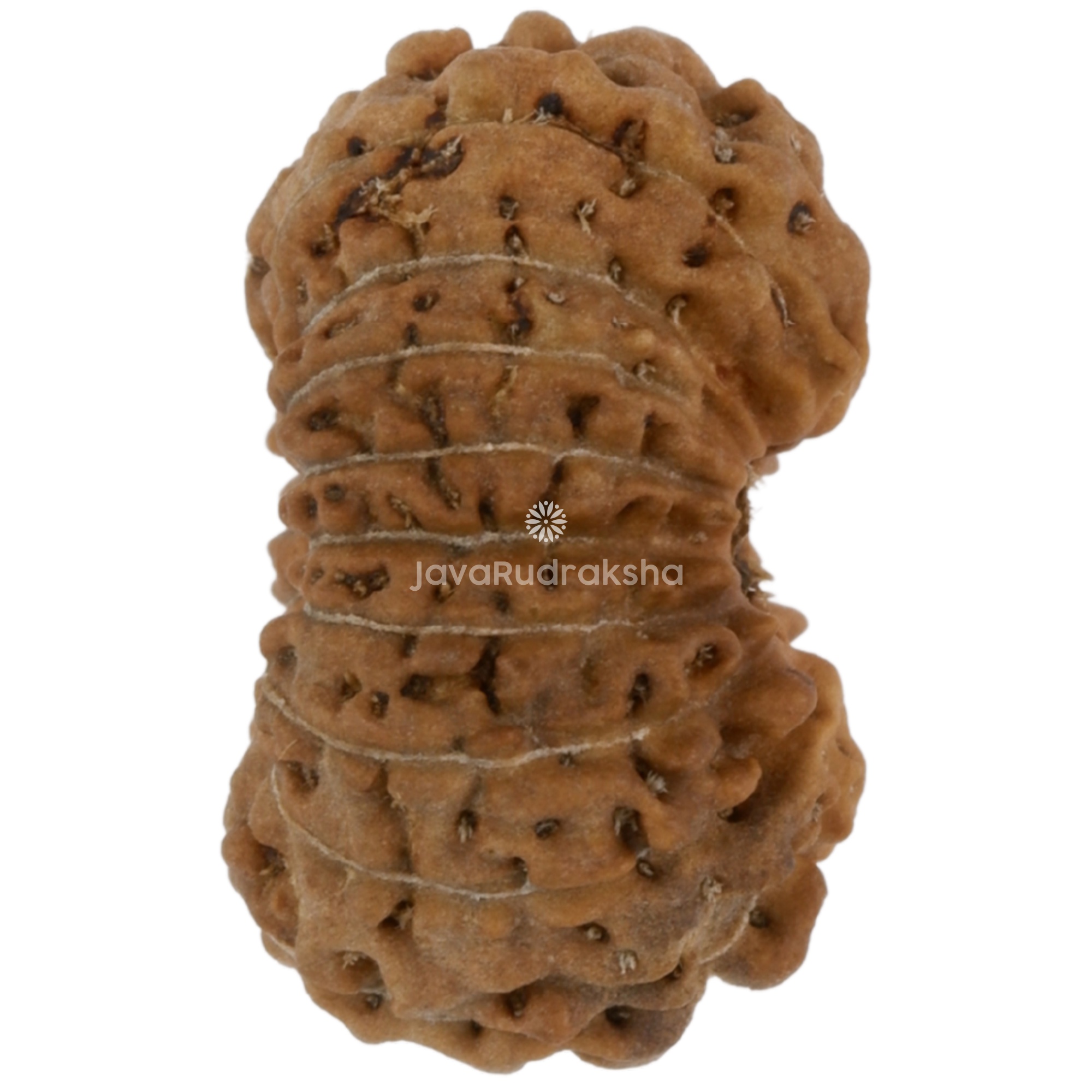 17 Mukhi Java Rudraksha 14.10 mm right side angle