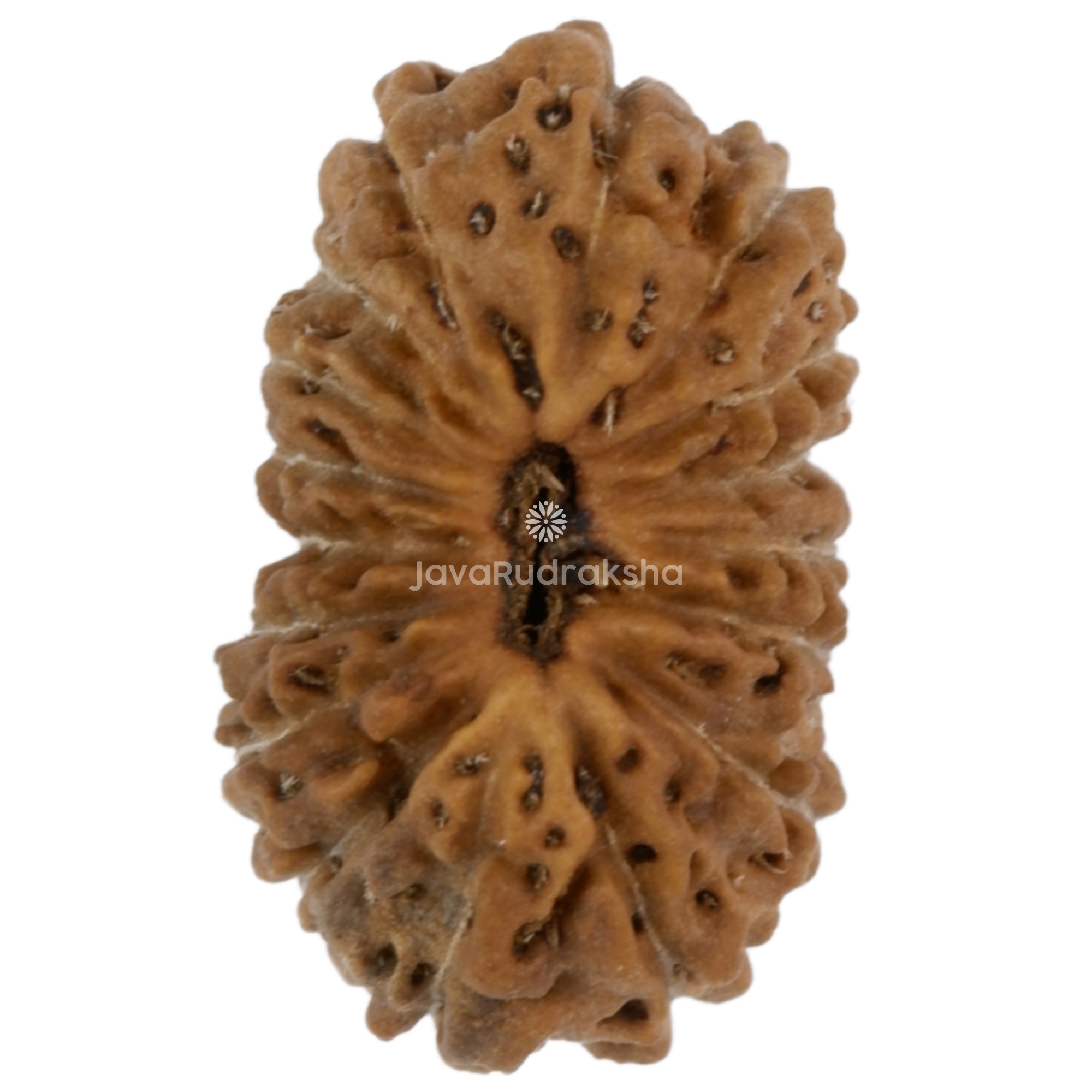 17 Mukhi Java Rudraksha 14.10 mm top view