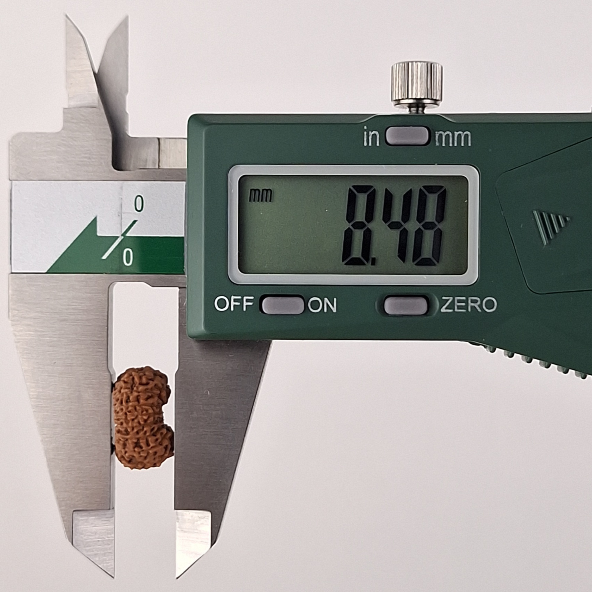 17 Mukhi Java Rudraksha 8.48 mm depth measurement