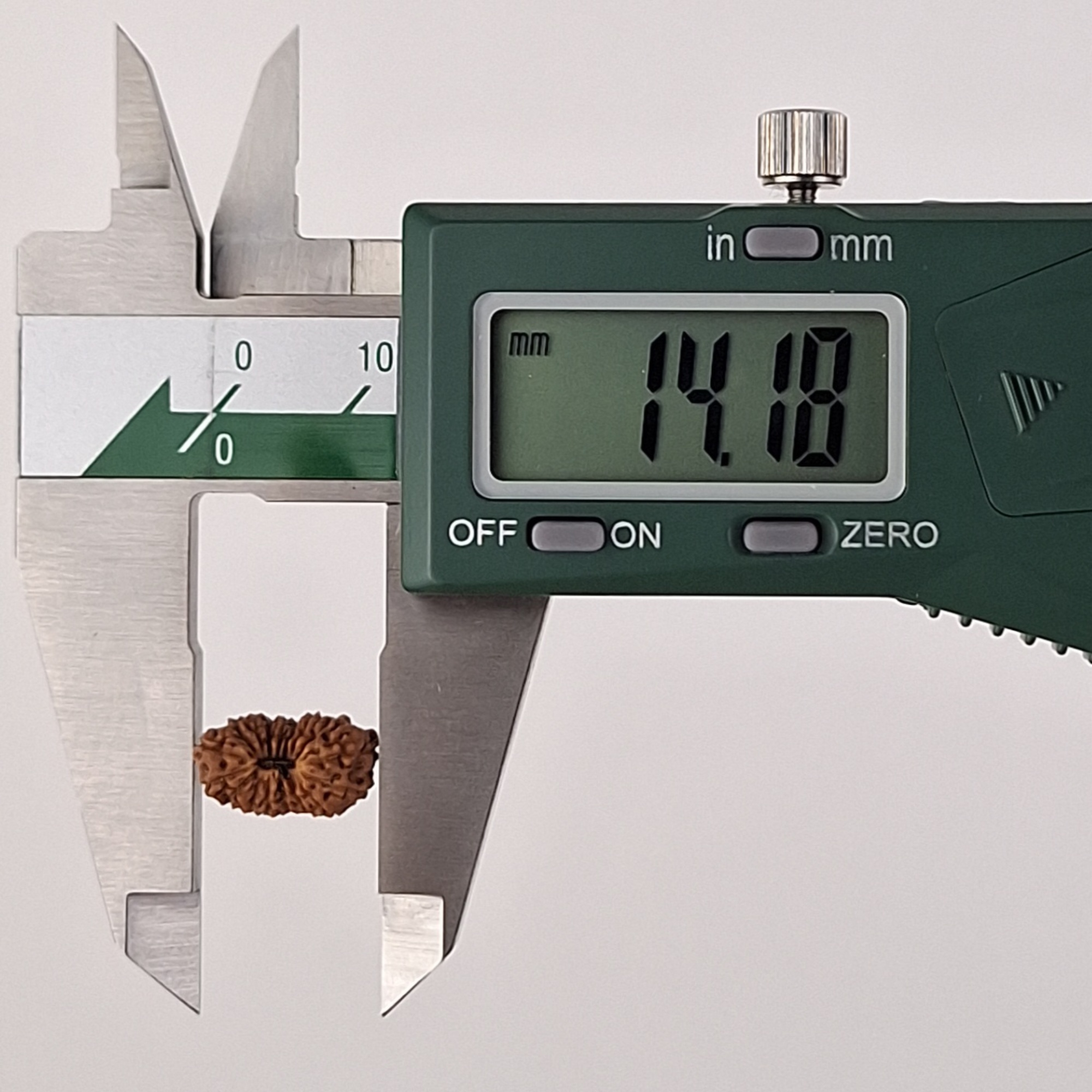 17 Mukhi Java Rudraksha 14.18 mm length measurement
