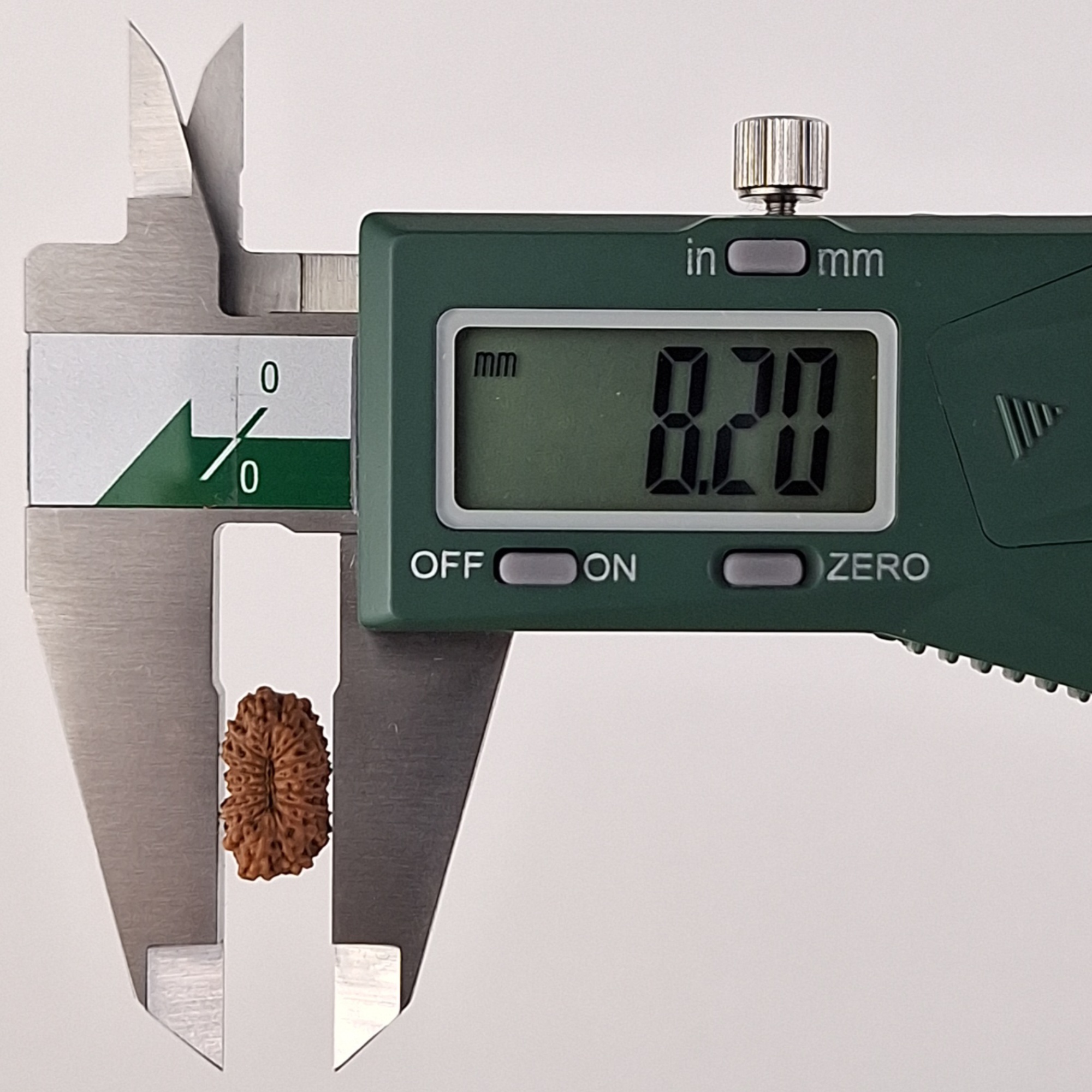 17 Mukhi Java Rudraksha 8.20 mm width measurement