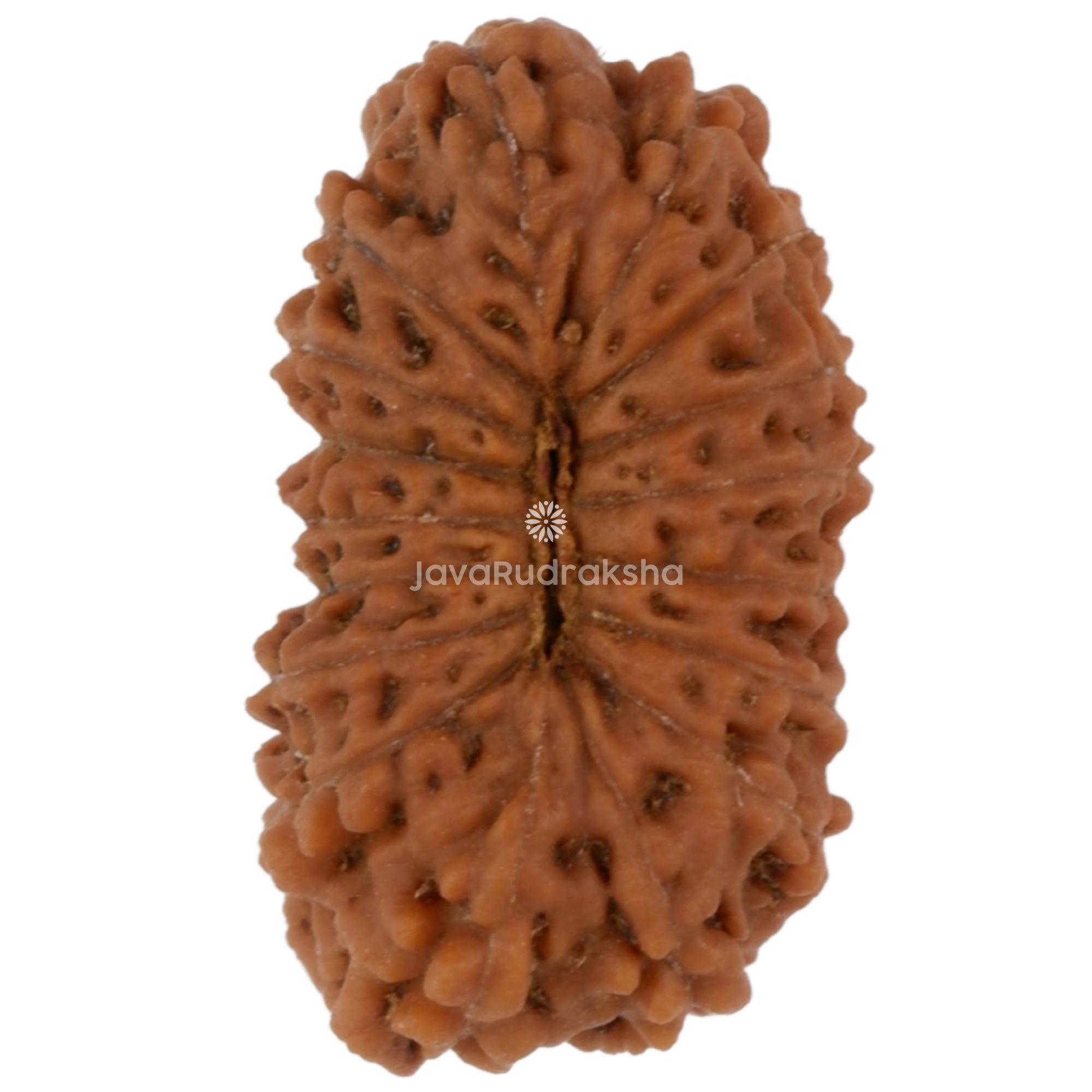 17 Mukhi Java Rudraksha 14.18 mm bottom view