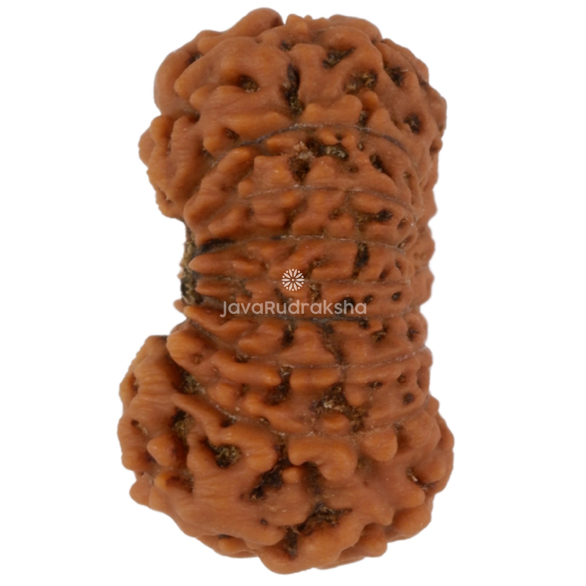 17 Mukhi Java Rudraksha 14.18 mm left side angle