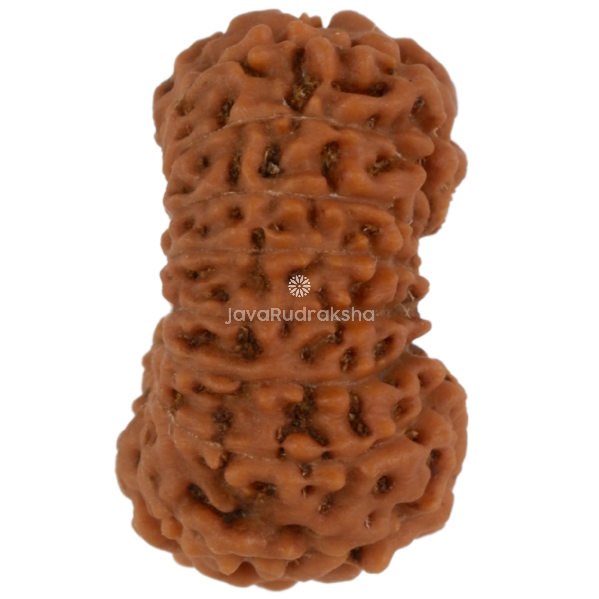 17 Mukhi Java Rudraksha 14.18 mm right side angle