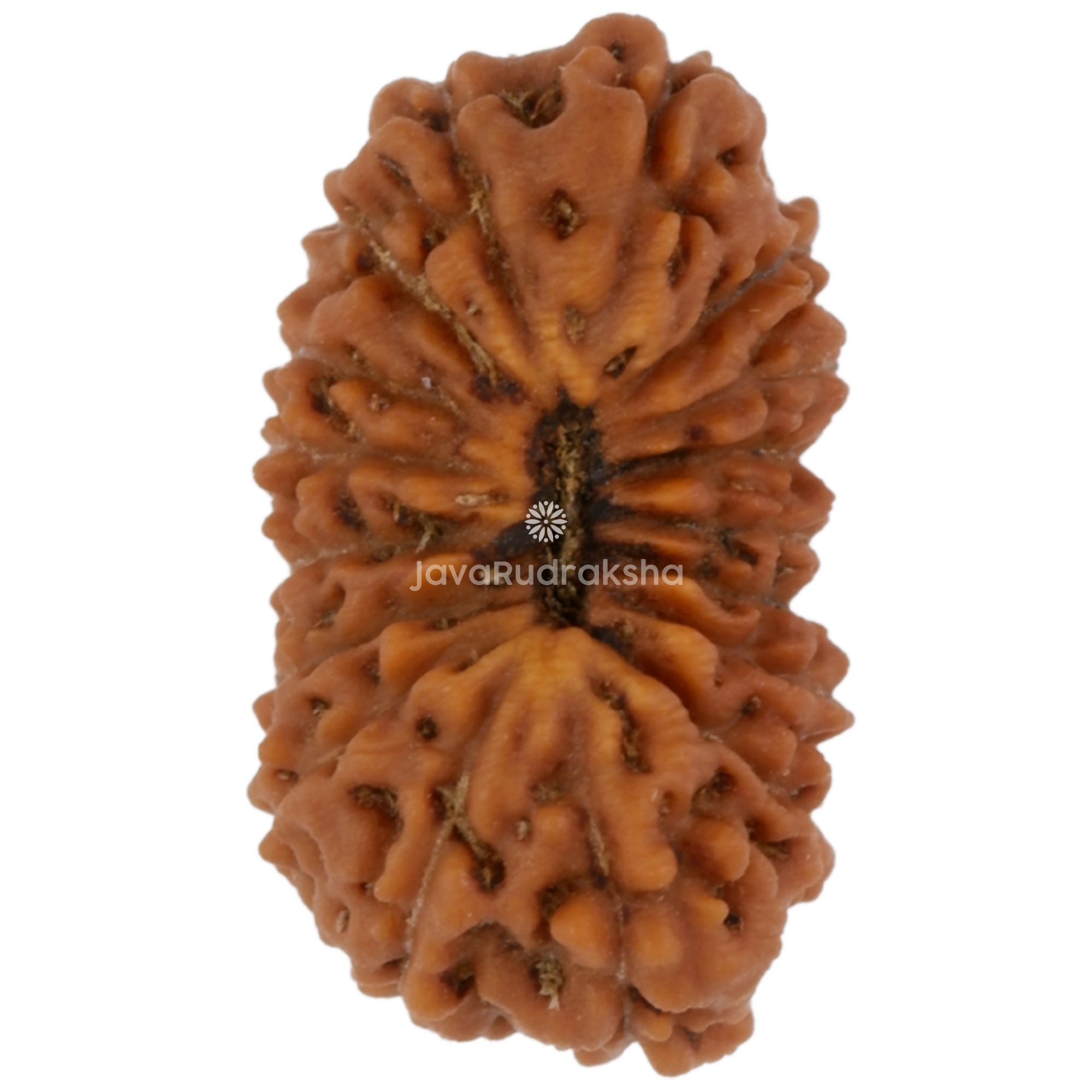 17 Mukhi Java Rudraksha 14.18 mm top view