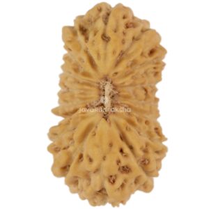 17 Mukhi Java Rudraksha 15.33 mm top view