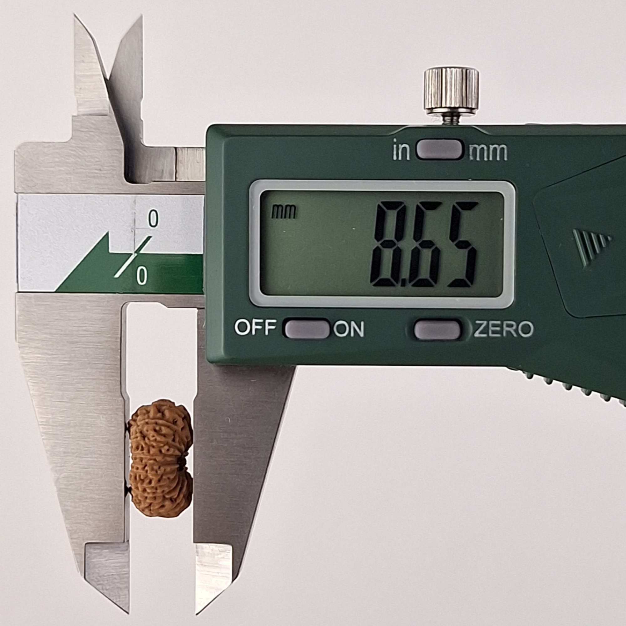 17 Mukhi Java Rudraksha 8.65 mm depth measurement