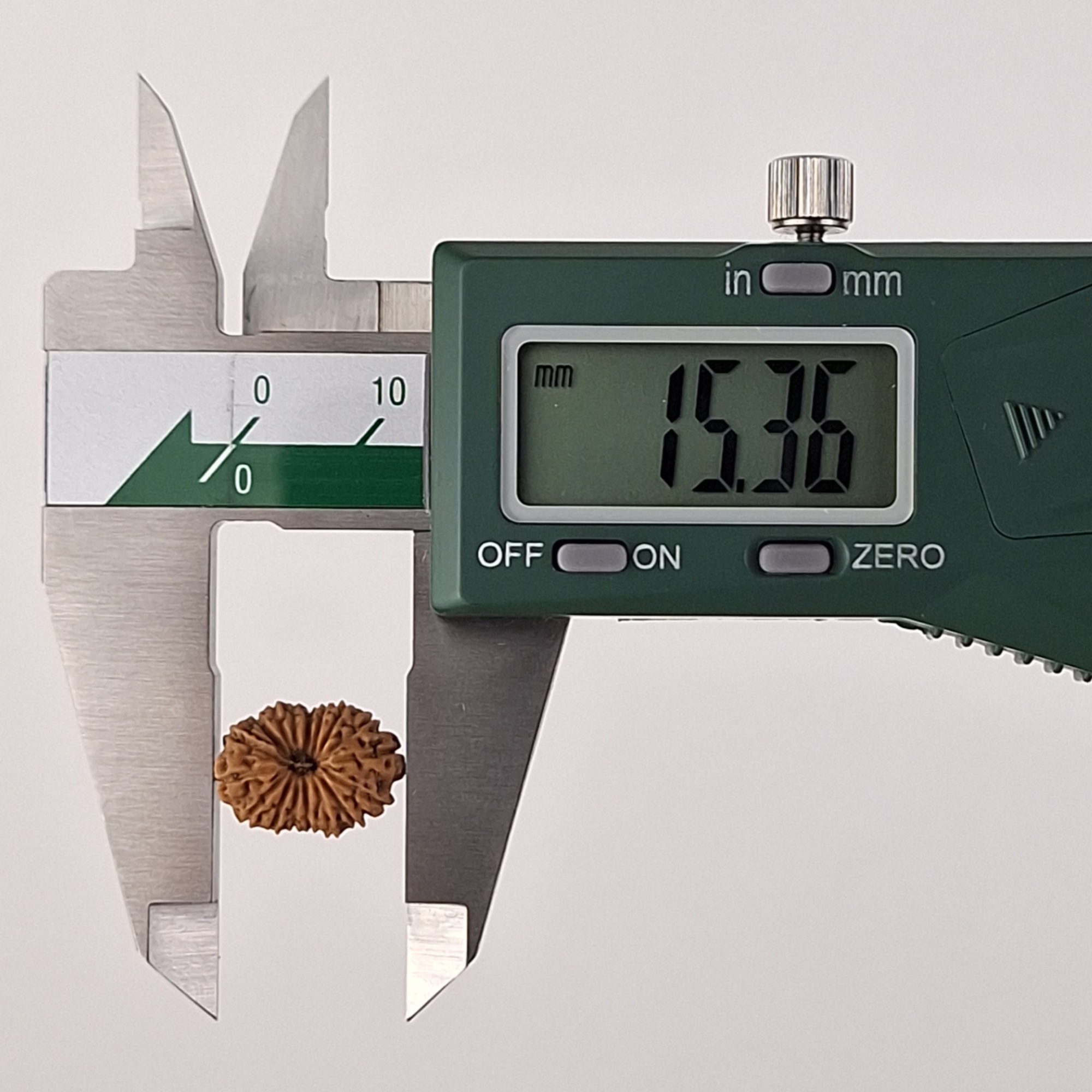 17 Mukhi Java Rudraksha 15.36 mm length measurement