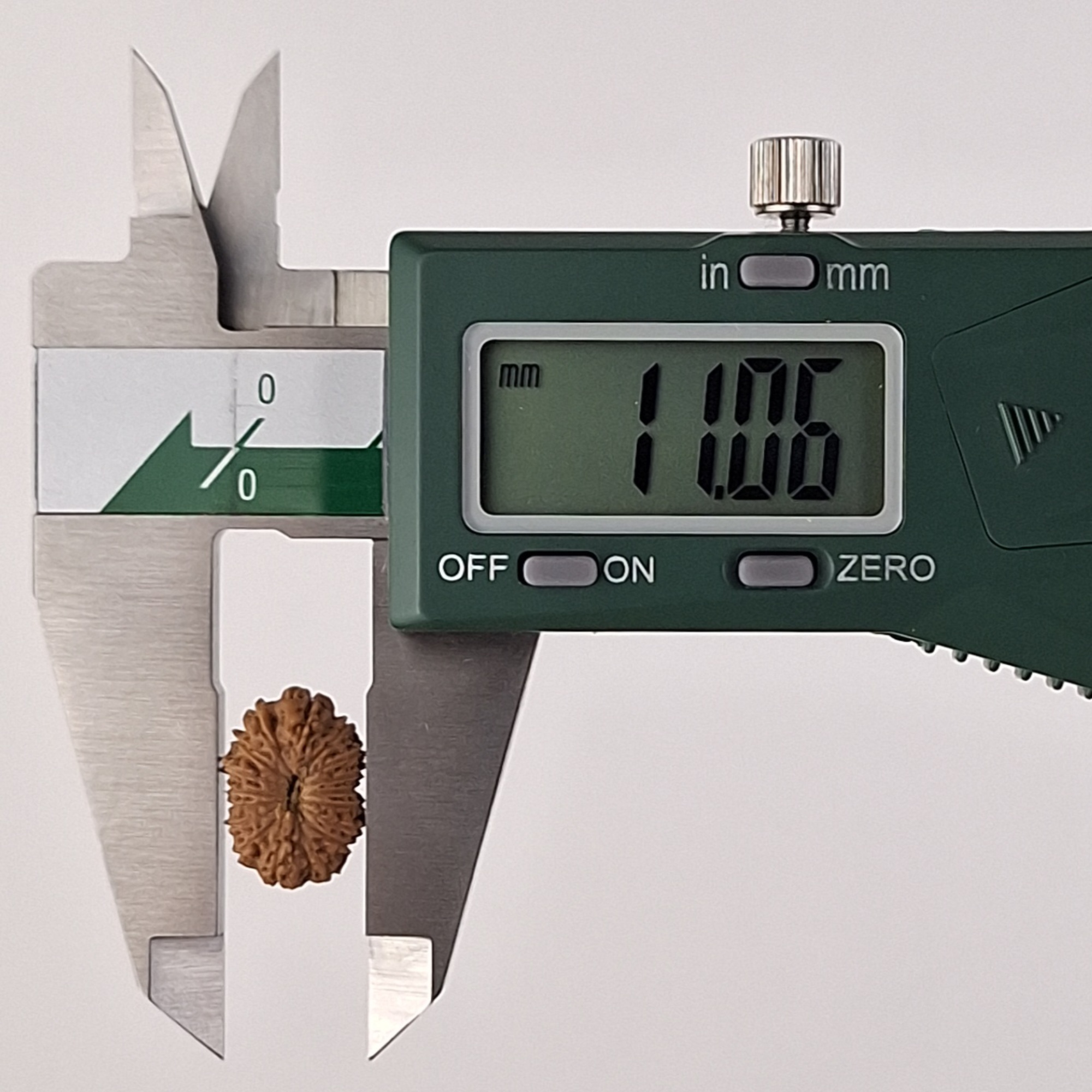 17 Mukhi Java Rudraksha 11.06 mm width measurement