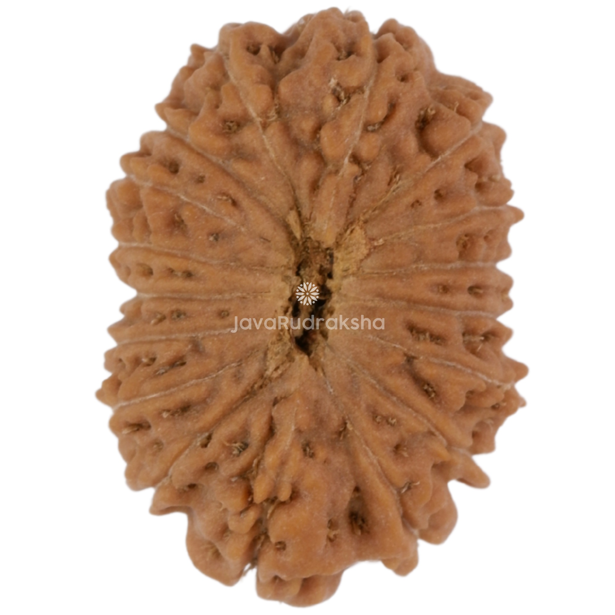 17 Mukhi Java Rudraksha 15.36 mm bottom view