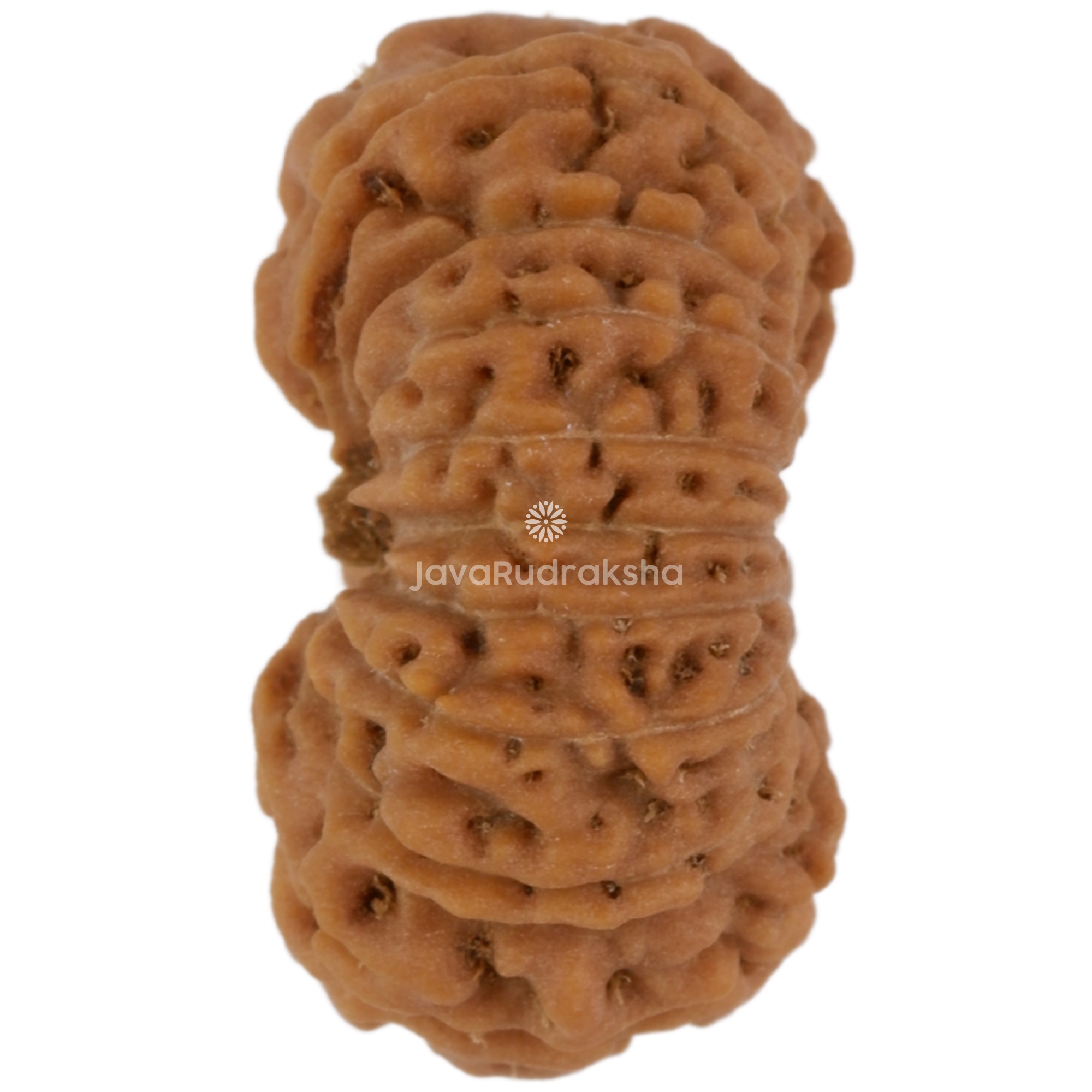 17 Mukhi Java Rudraksha 15.36 mm left side angle