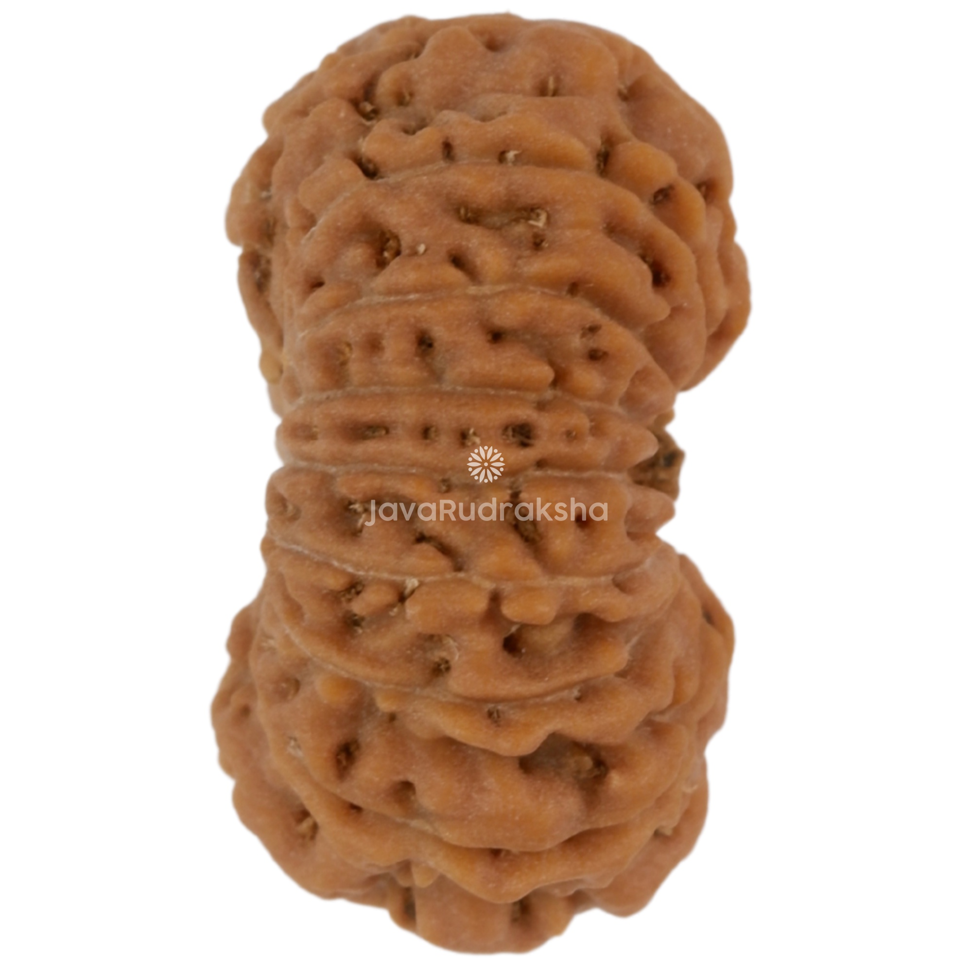 17 Mukhi Java Rudraksha 15.36 mm right side angle