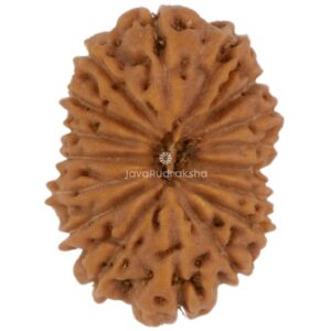 17 Mukhi Java Rudraksha 15.36 mm top view