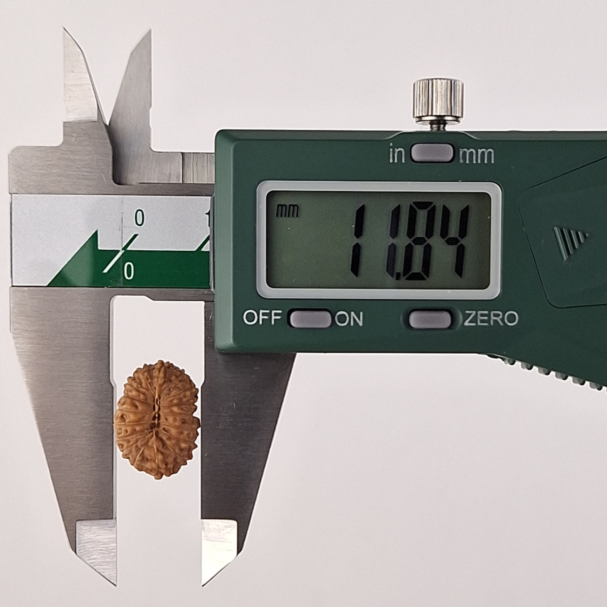 17 Mukhi Java Rudraksha 11.84 mm width measurement
