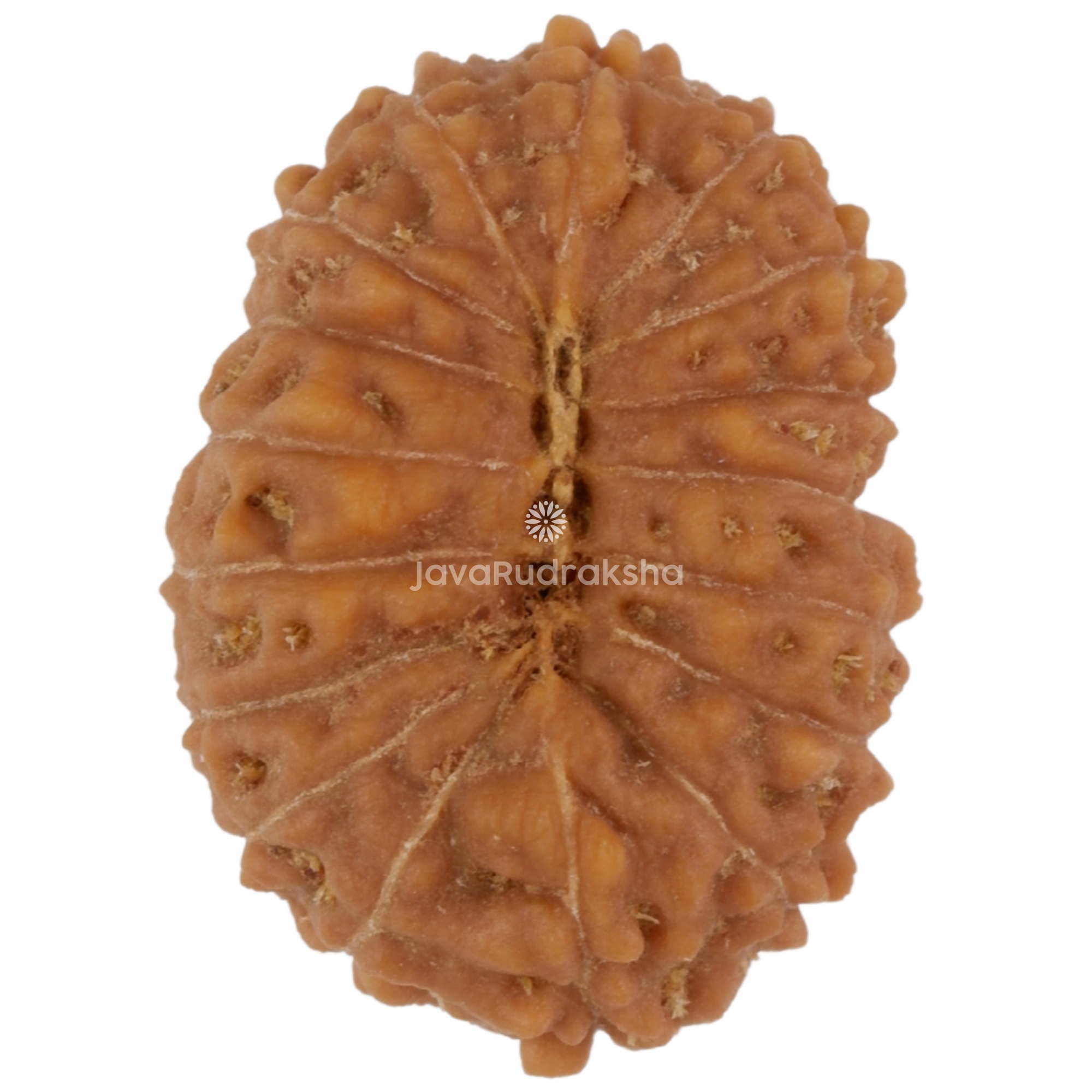 17 Mukhi Java Rudraksha 16.46 mm bottom view